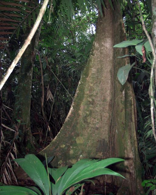 NASA image: A unique tree trunk photographed in La Selva region of the Costa Rican rain forest as part of NASA's AirSAR 2004 Mesoamerica campaign