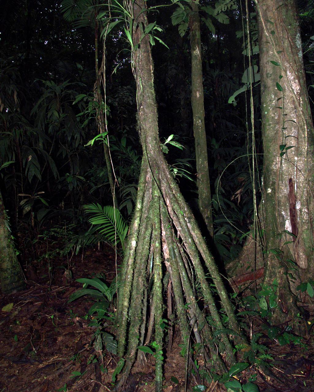 A tree trunk structure photographed in the La Selva region of the Costa Rican rain forest as part of NASA's AirSAR 2004 Mesoamerica campaign. AirSAR 2004 Mesoamerica is a three-week expedition by an international team of scientists that will use an all-weather imaging tool, called the Airborne Synthetic Aperture Radar (AirSAR) which is located onboard NASA's DC-8 airborne laboratory. Scientists from many parts of the world including NASA's Jet Propulsion Laboratory are combining ground research done in several areas in Central America with NASA's AirSAR technology to improve and expand on the quality of research they are able to do. NASA's AIRSAR technolgy provides two essential elements to the ground-based scientists. First, it tests and provides accurate measurements of the forest structure. Secondly, AirSAR can study a larger area of the forest versus the smaller area that can be tested and plotted by the ground scientists. It also provides a unique one-of-a-kind system of measurement that obtains important information for the scientists, such as where forests are located and what exactly is in them.