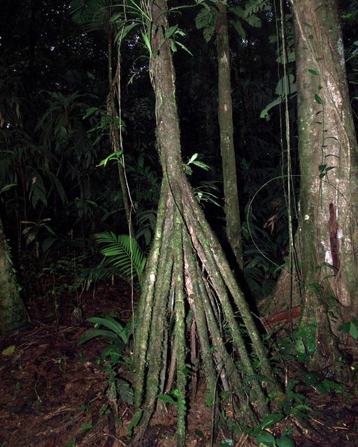 NASA image: A tree trunk structure photographed in the La Selva region of the Costa Rican rain forest as part of NASA's AirSAR 2004 Mesoamerica campaign