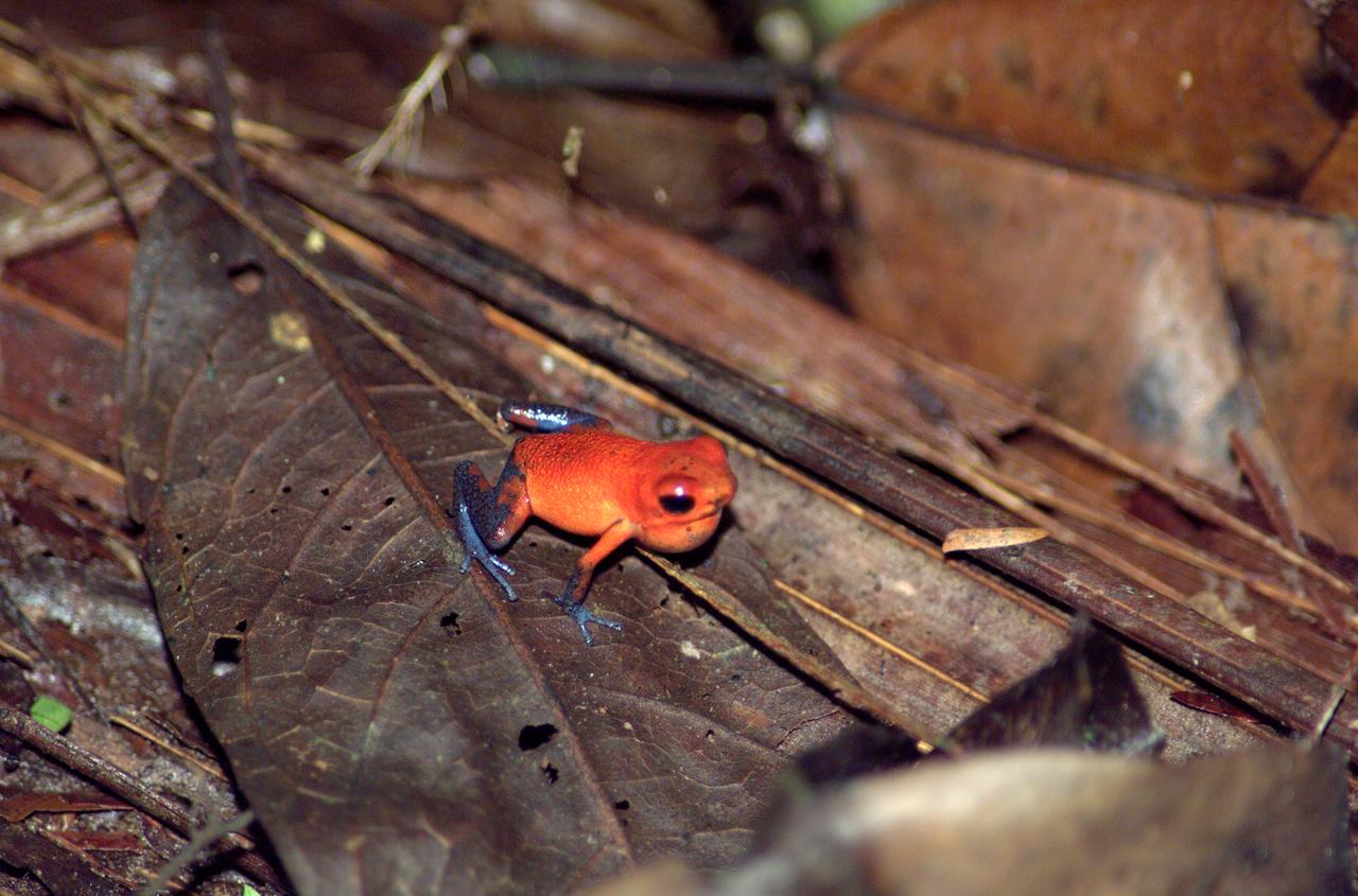A tree frog photographed in the La Selva region of the Costa Rican rain forest as part of NASA's AirSAR 2004 Mesoamerica campaign. AirSAR 2004 Mesoamerica is a three-week expedition by an international team of scientists that will use an all-weather imaging tool, called the Airborne Synthetic Aperture Radar (AirSAR) which is located onboard NASA's DC-8 airborne laboratory. Scientists from many parts of the world including NASA's Jet Propulsion Laboratory are combining ground research done in several areas in Central America with NASA's AirSAR technology to improve and expand on the quality of research they are able to do. NASA's AIRSAR technolgy provides two essential elements to the ground-based scientists. First, it tests and provides accurate measurements of the forest structure. Secondly, AirSAR can study a larger area of the forest versus the smaller area that can be tested and plotted by the ground scientists. It also provides a unique one-of-a-kind system of measurement that obtains important information for the scientists, such as where forests are located and what exactly is in them.