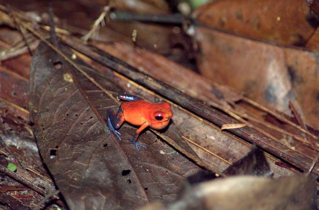 NASA image: A tree frog photographed in the La Selva region of the Costa Rican rain forest as part of NASA's AirSAR 2004 Mesoamerica campaign