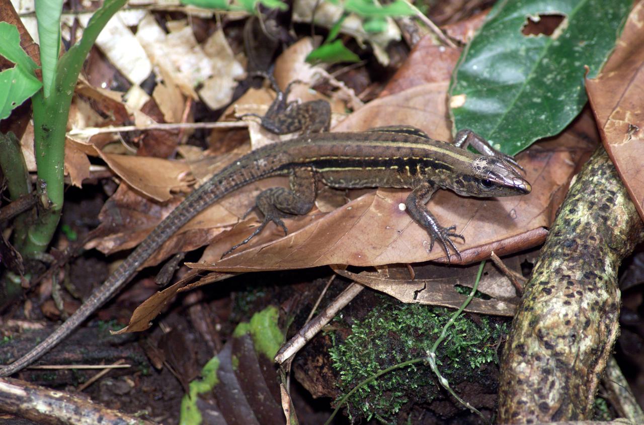 A lizard photographed in the La Selva region of the Costa Rican rain forest as part of NASA's AirSAR 2004 Mesoamerica campaign. AirSAR 2004 Mesoamerica is a three-week expedition by an international team of scientists that will use an all-weather imaging tool, called the Airborne Synthetic Aperture Radar (AirSAR) which is located onboard NASA's DC-8 airborne laboratory. Scientists from many parts of the world including NASA's Jet Propulsion Laboratory are combining ground research done in several areas in Central America with NASA's AirSAR technology to improve and expand on the quality of research they are able to do. NASA's AIRSAR technolgy provides two essential elements to the ground-based scientists. First, it tests and provides accurate measurements of the forest structure. Secondly, AirSAR can study a larger area of the forest versus the smaller area that can be tested and plotted by the ground scientists. It also provides a unique one-of-a-kind system of measurement that obtains important information for the scientists, such as where forests are located and what exactly is in them.