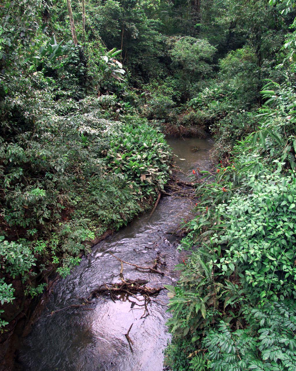 This photograph shows a stream in the La Selva region of the Costa Rican rain forest, taken during NASA's AirSAR 2004 Mesoamerica campaign. AirSAR 2004 Mesoamerica is a three-week expedition by an international team of scientists that will use an all-weather imaging tool, called the Airborne Synthetic Aperture Radar (AirSAR) which is located onboard NASA's DC-8 airborne laboratory. Scientists from many parts of the world including NASA's Jet Propulsion Laboratory are combining ground research done in several areas in Central America with NASA's AirSAR technology to improve and expand on the quality of research they are able to do. NASA's AIRSAR technolgy provides two essential elements to the ground-based scientists. First, it tests and provides accurate measurements of the forest structure. Secondly, AirSAR can study a larger area of the forest versus the smaller area that can be tested and plotted by the ground scientists. It also provides a unique one-of-a-kind system of measurement that obtains important information for the scientists, such as where forests are located and what exactly is in them.