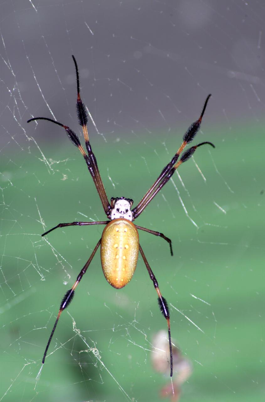A spider photographed during NASA's AirSAR 2004 Mesoamerica campaign in the La Selva region of the Costa Rican rain forest. AirSAR 2004 Mesoamerica is a three-week expedition by an international team of scientists that uses an all-weather imaging tool, called the Airborne Synthetic Aperture Radar (AirSAR) which is located onboard NASA's DC-8 airborne laboratory. Scientists from many parts of the world including NASA's Jet Propulsion Laboratory are combining ground research done in several areas in Central America with NASA's AirSAR technology to improve and expand on the quality of research they are able to conduct.  The radar, developed by NASA's Jet Propulsion Laboratory, can penetrate clouds and also collect data at night. Its high-resolution sensors operate at multiple wavelengths and modes, allowing AirSAR to see beneath treetops, through thin sand, and dry snow pack.  AirSAR's 2004 campaign is a collaboration of many U.S. and Central American institutions and scientists, including NASA; the National Science Foundation; the Smithsonian Institution; National Geographic; Conservation International; the Organization of Tropical Studies; the Central American Commission for Environment and Development; and the Inter-American Development Bank.
