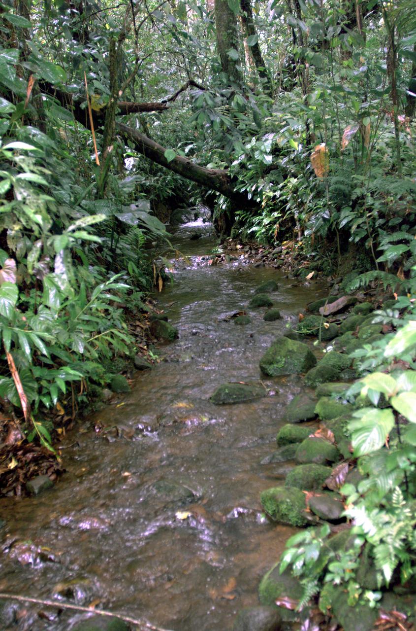 This photograph shows a stream in the La Selva region of the Costa Rican rain forest, taken during NASA's AirSAR 2004 campaign. AirSAR 2004 Mesoamerica is a three-week expedition by an international team of scientists that uses an all-weather imaging tool, called the Airborne Synthetic Aperture Radar (AirSAR) which is located onboard NASA's DC-8 airborne laboratory. Scientists from many parts of the world including NASA's Jet Propulsion Laboratory are combining ground research done in several areas in Central America with NASA's AirSAR technology to improve and expand on the quality of research they are able to conduct.  The radar, developed by NASA's Jet Propulsion Laboratory, can penetrate clouds and also collect data at night. Its high-resolution sensors operate at multiple wavelengths and modes, allowing AirSAR to see beneath treetops, through thin sand, and dry snow pack.  AirSAR's 2004 campaign is a collaboration of many U.S. and Central American institutions and scientists, including NASA; the National Science Foundation; the Smithsonian Institution; National Geographic; Conservation International; the Organization of Tropical Studies; the Central American Commission for Environment and Development; and the Inter-American Development Bank.
