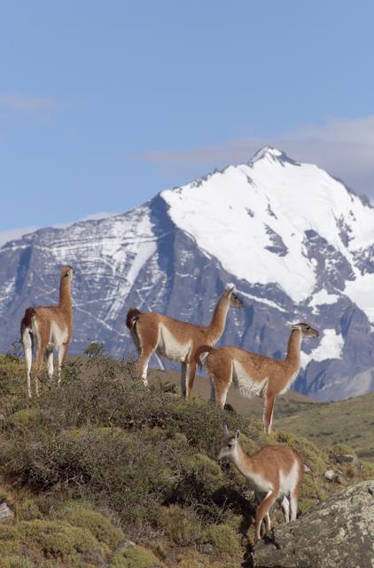 NASA image: The Cuernos del Paine mountains in Torres del Paine National Park in Chile provide a backdrop to a herd of guanacos during NASA's AirSAR 2004 campaign