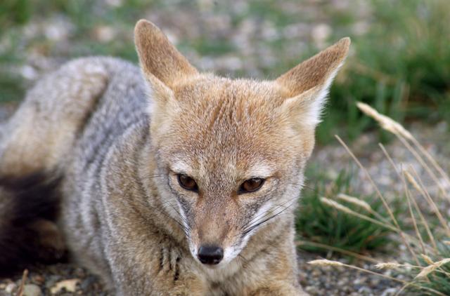 NASA image: A fox at Torres del Paine National Park in Chile during NASA's AirSAR 2004 campaign