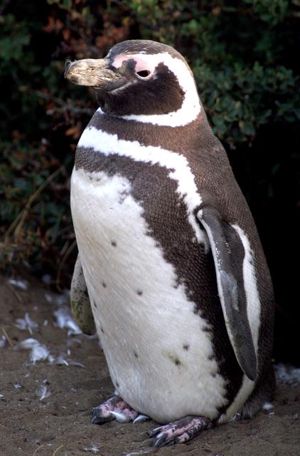 NASA image: A penguin near Punta Arena, Chile, photographed in its natural summer habitat during NASA's AirSAR 2004 campaign