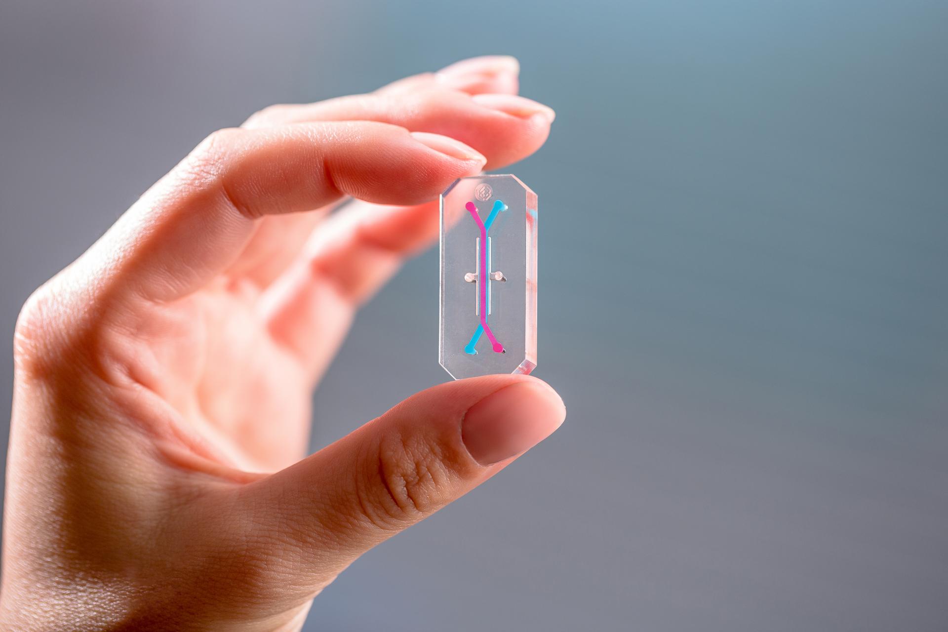 AVATAR Organ Chip held by hand.