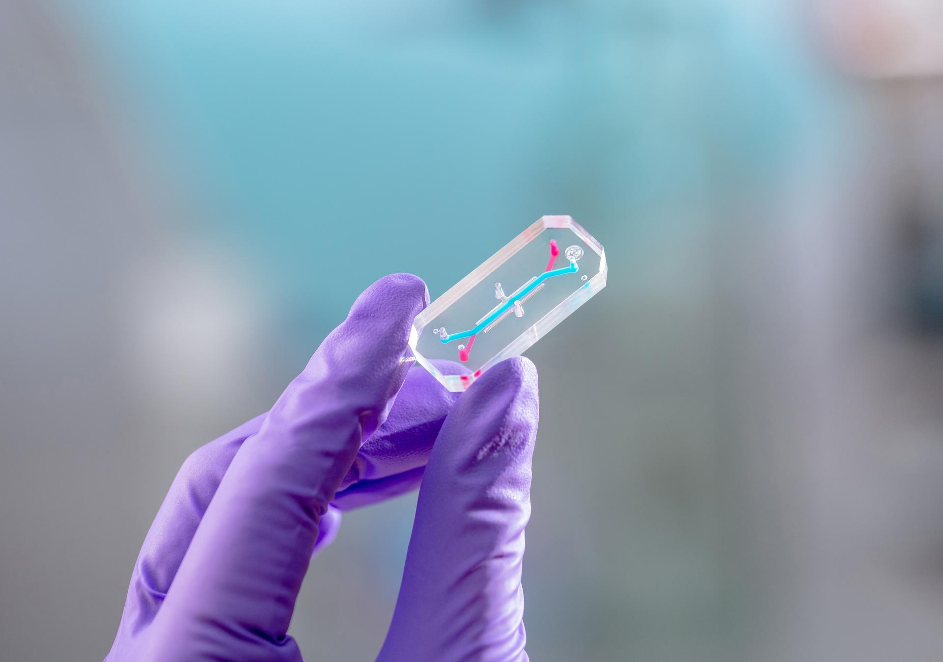 AVATAR organ chip help by gloved hand 
