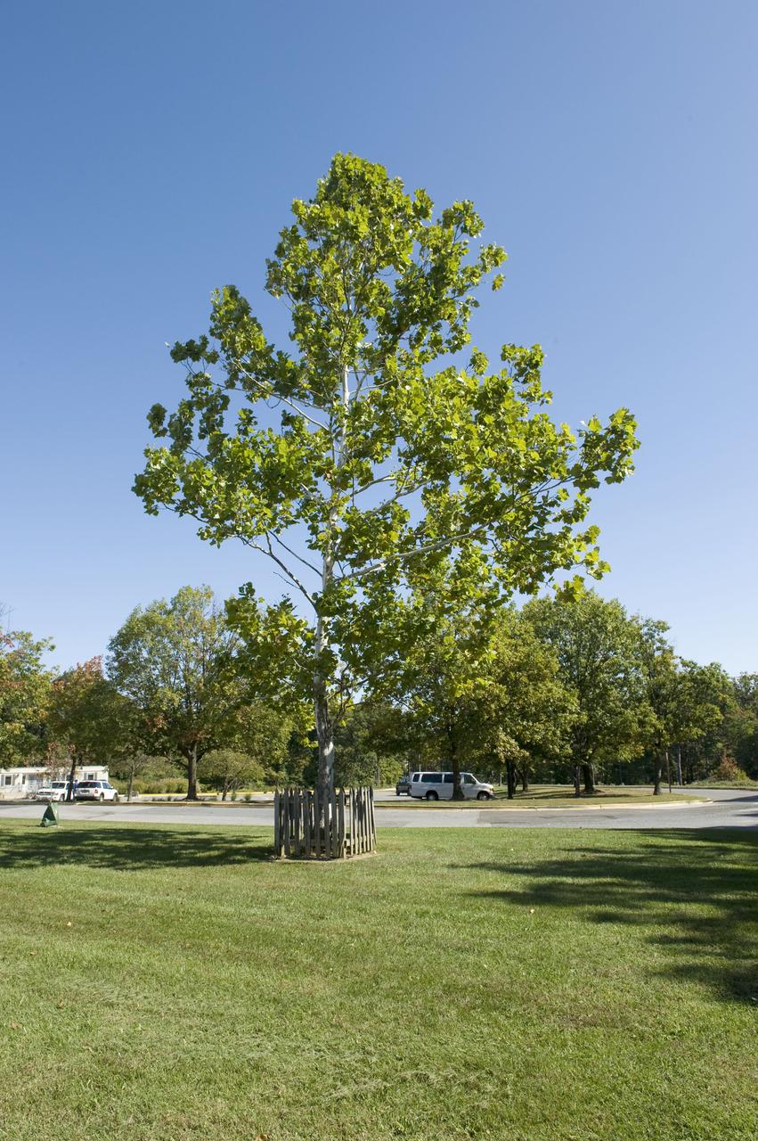 The "Moon Tree" in front of the Visitor Center at NASA's Goddard Space Flight Center in Greenbelt, Md. This sycamore  was planted at the visitor center on June 9, 1977, and grew from a seed carried to the Moon aboard Apollo 14.