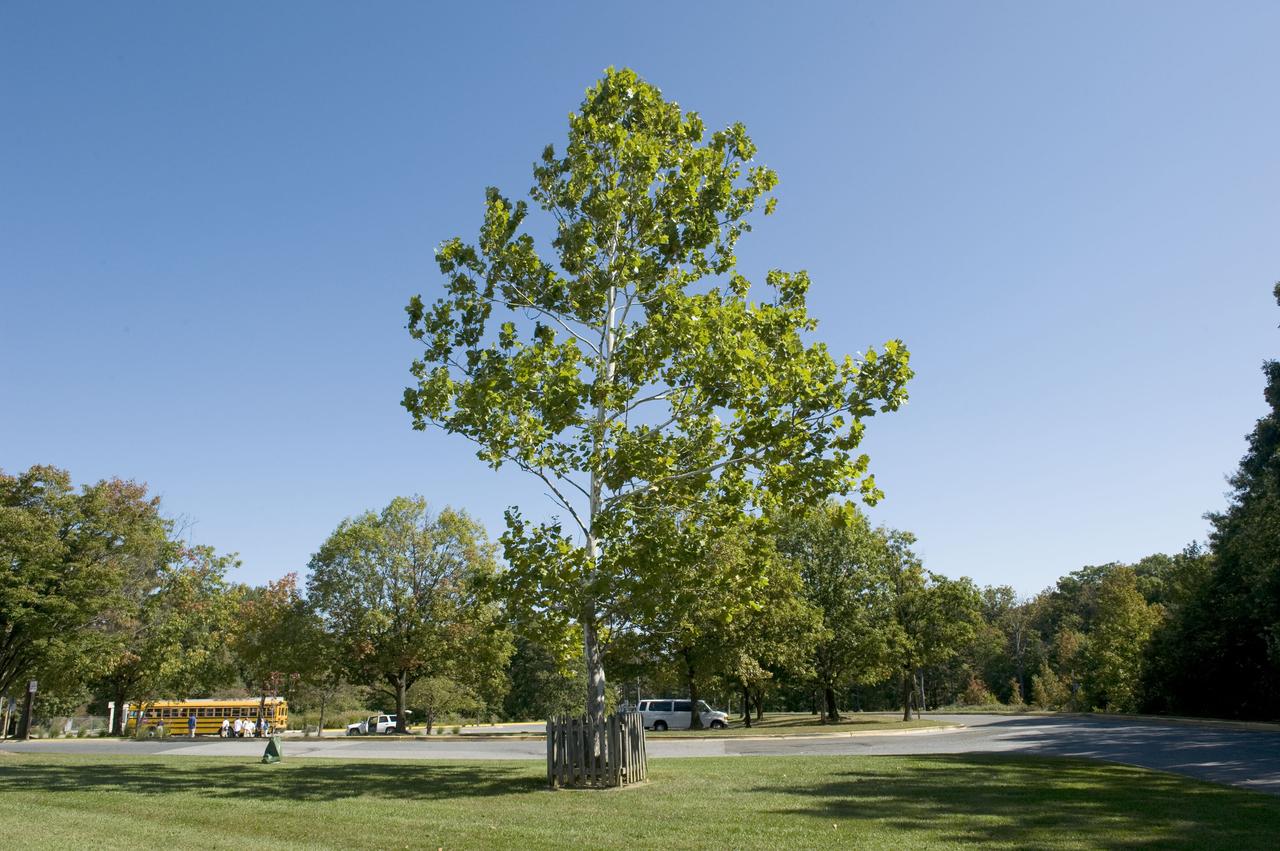 The "Moon Tree" in front of the Visitor Center at NASA's Goddard Space Flight Center in Greenbelt, Md. This sycamore  was planted at the visitor center on June 9, 1977, and grew from a seed carried to the Moon aboard Apollo 14.