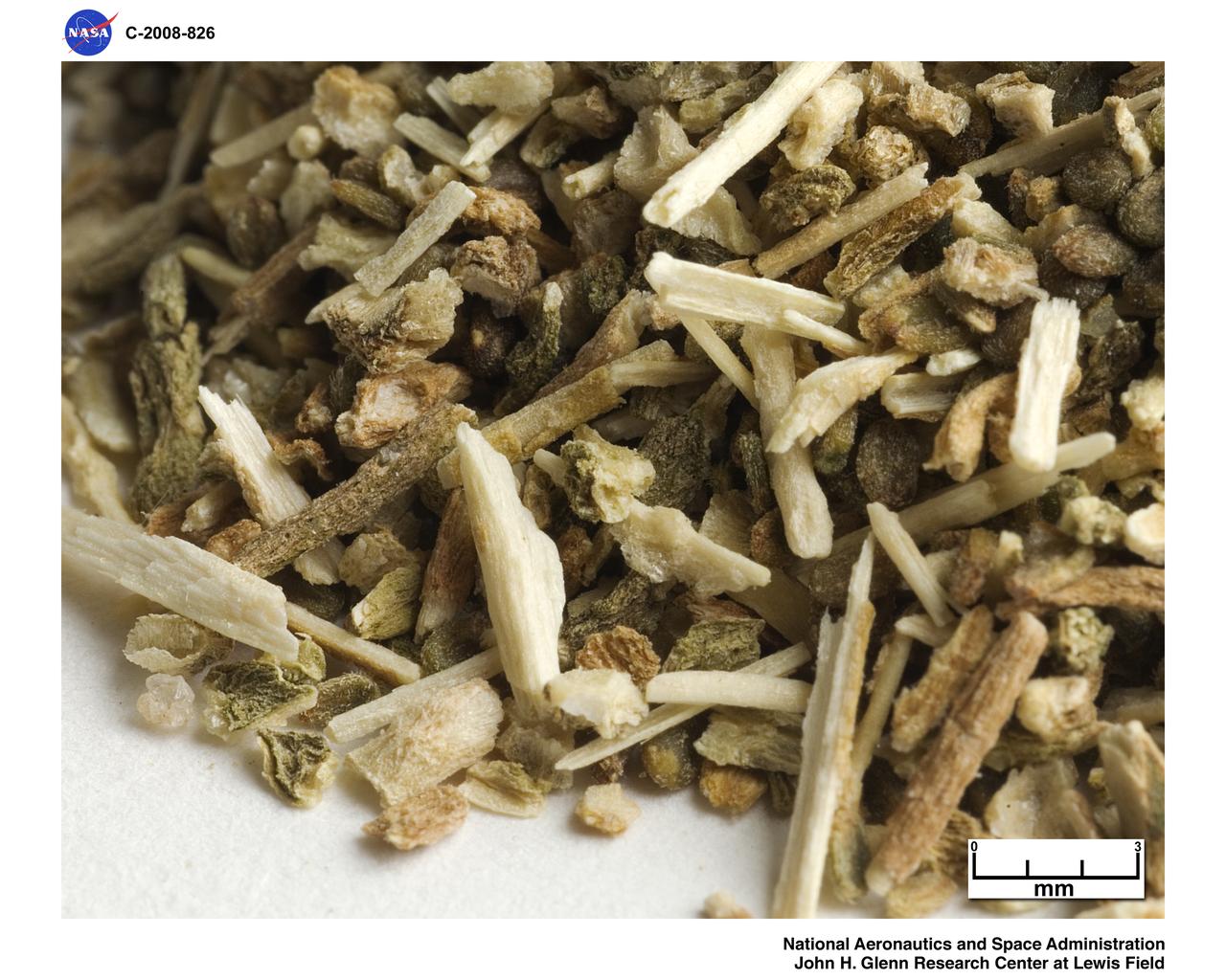 Salicomia seeds for Biofuels project