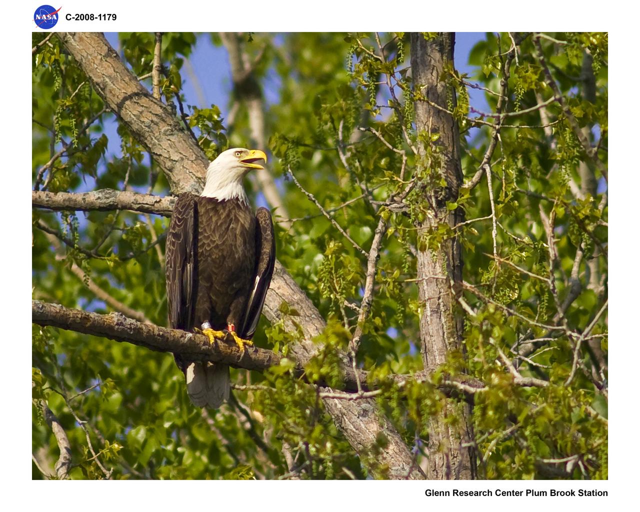 Bald Eagle at the NASA Plum Brook Station