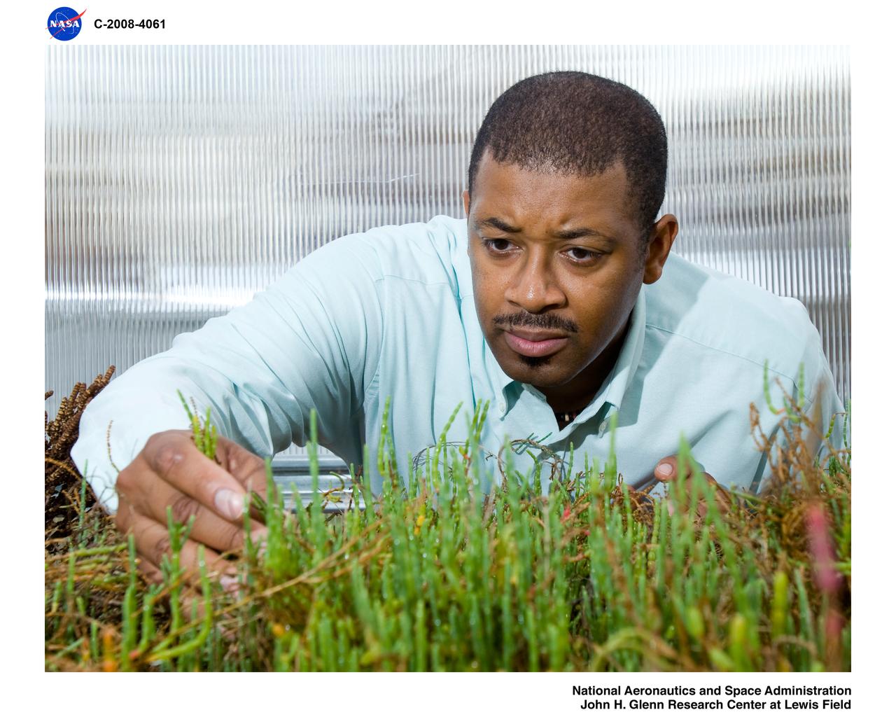 Salt tolerant plants studied as source of alternative aviation fuel in the Green Lab Research Facility - Salicornia Virginica