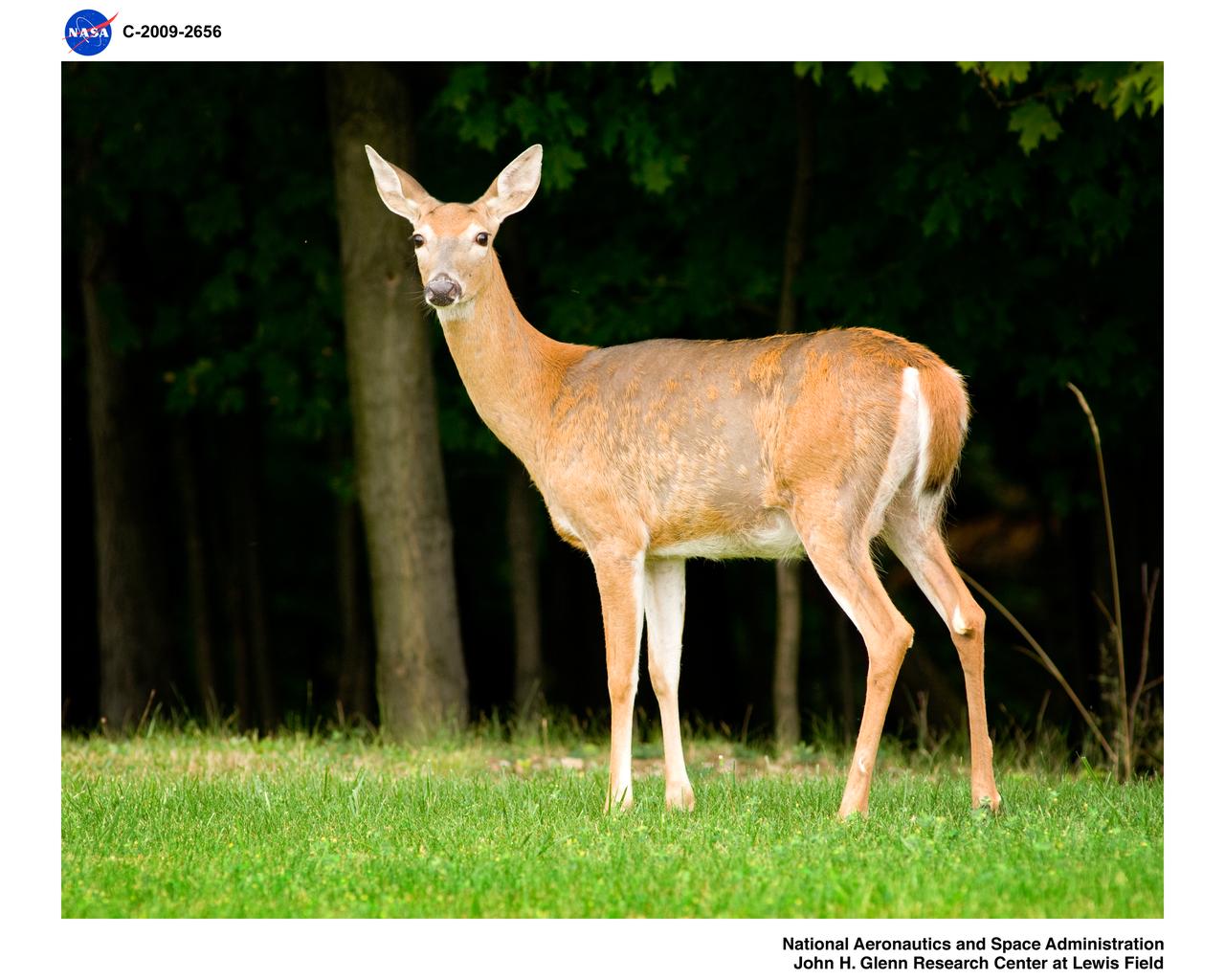 Deer in West Area, Glenn Research Center at Lewis Field