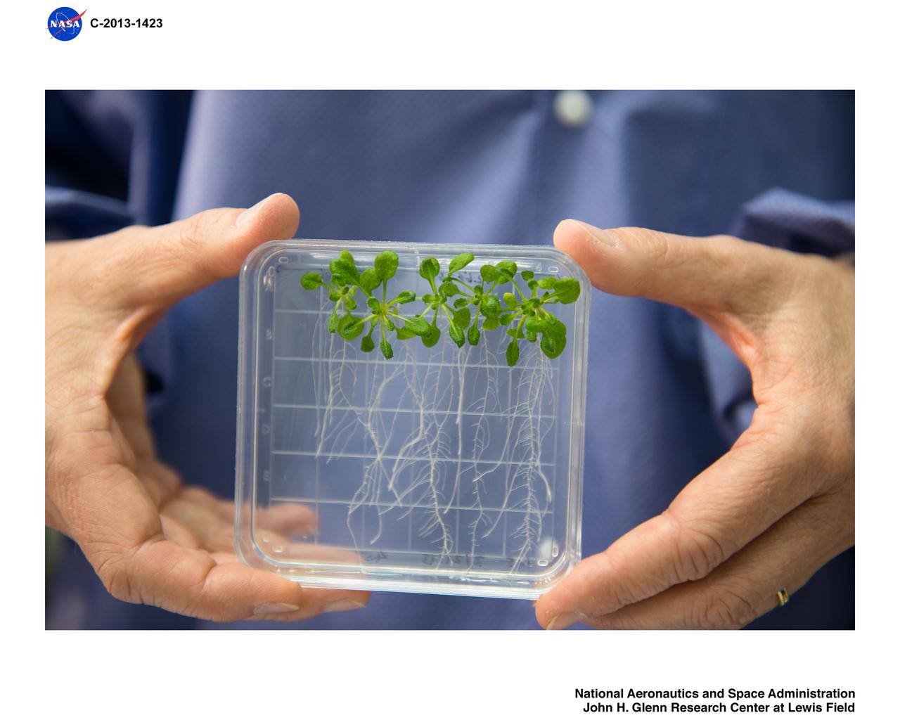 University of Florida, Professor and Director of Interdisciplinary Center for Biotechnology Research Interacting with the Fluids Integration Rack, FIR, Light Microscopy Module, LMM, Ground Integration Unit, GIU, Hardware