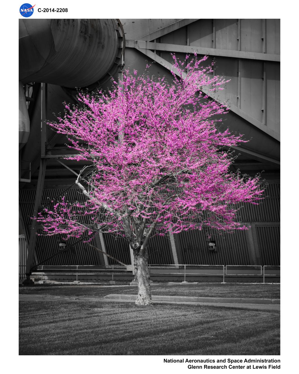 The flowering tree was photographed in front of the 10x10 SWT Air Dryer Building.  In Adobe Photoshop, the magenta flowers were selected and enhanced.   All color was removed from the rest of the image to create an artistic effect.