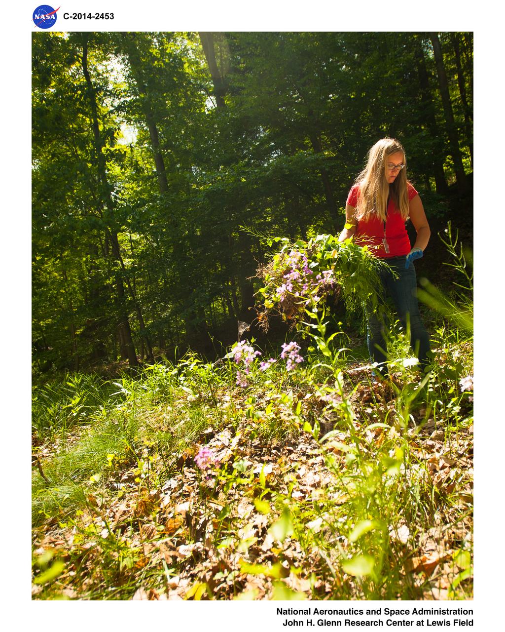 Garlic Mustard Pull by Glenn Research Center, GRC, Employees