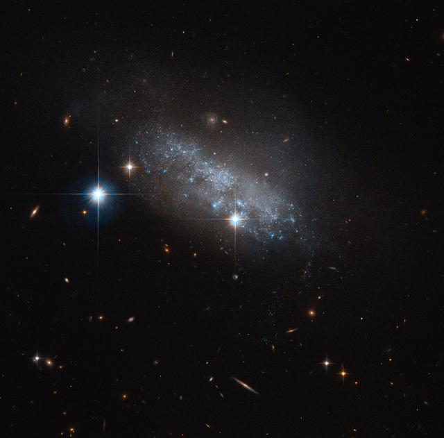 This delicate blue group of stars — actually an irregular galaxy named IC 3583 — sits some 30 million light-years away in the constellation of Virgo (The Virgin).  It may seem to have no discernable structure, but IC 3583 has been found to have a bar of stars running through its center. These structures are common throughout the Universe, and are found within the majority of spiral, many irregular, and some lenticular galaxies. Two of our closest cosmic neighbors, the Large and Small Magellanic Clouds, are barred, indicating that they may have once been barred spiral galaxies that were disrupted or torn apart by the gravitational pull of the Milky Way.  Researchers at the University of Leicester, England note there are two types of irregular galaxy. Type I's are usually single galaxies of peculiar appearance. They contain a large fraction of young stars, and show the luminous nebulae that are also visible in spiral galaxies. Type II irregulars include the group known as interacting or disrupting galaxies, in which the strange appearance is due to two or more galaxies colliding, merging or otherwise interacting gravitationally.  Something similar might be happening with IC 3583. This small galaxy is thought to be gravitationally interacting with one of its neighbors, the spiral Messier 90. Together, the duo form a pairing known as Arp 76. It’s still unclear whether these flirtations are the cause of IC 3583’s irregular appearance — but whatever the cause, the galaxy makes for a strikingly delicate sight in this NASA/ESA Hubble Space Telescope image, glimmering in the blackness of space.  Image Credit: ESA/Hubble &amp; NASA  <b><a href="http://www.nasa.gov/audience/formedia/features/MP_Photo_Guidelines.html" rel="nofollow">NASA image use policy.</a></b>  <b><a href="http://www.nasa.gov/centers/goddard/home/index.html" rel="nofollow">NASA Goddard Space Flight Center</a></b> enables NASA’s mission through four scientific endeavors: Earth Science, Heliophysics, Solar System Exploration, and Astrophysics. Goddard plays a leading role in NASA’s accomplishments by contributing compelling scientific knowledge to advance the Agency’s mission.  <b>Follow us on <a href="http://twitter.com/NASAGoddardPix" rel="nofollow">Twitter</a></b>  <b>Like us on <a href="http://www.facebook.com/pages/Greenbelt-MD/NASA-Goddard/395013845897?ref=tsd" rel="nofollow">Facebook</a></b>  <b>Find us on <a href="http://instagrid.me/nasagoddard/?vm=grid" rel="nofollow">Instagram</a></b>  