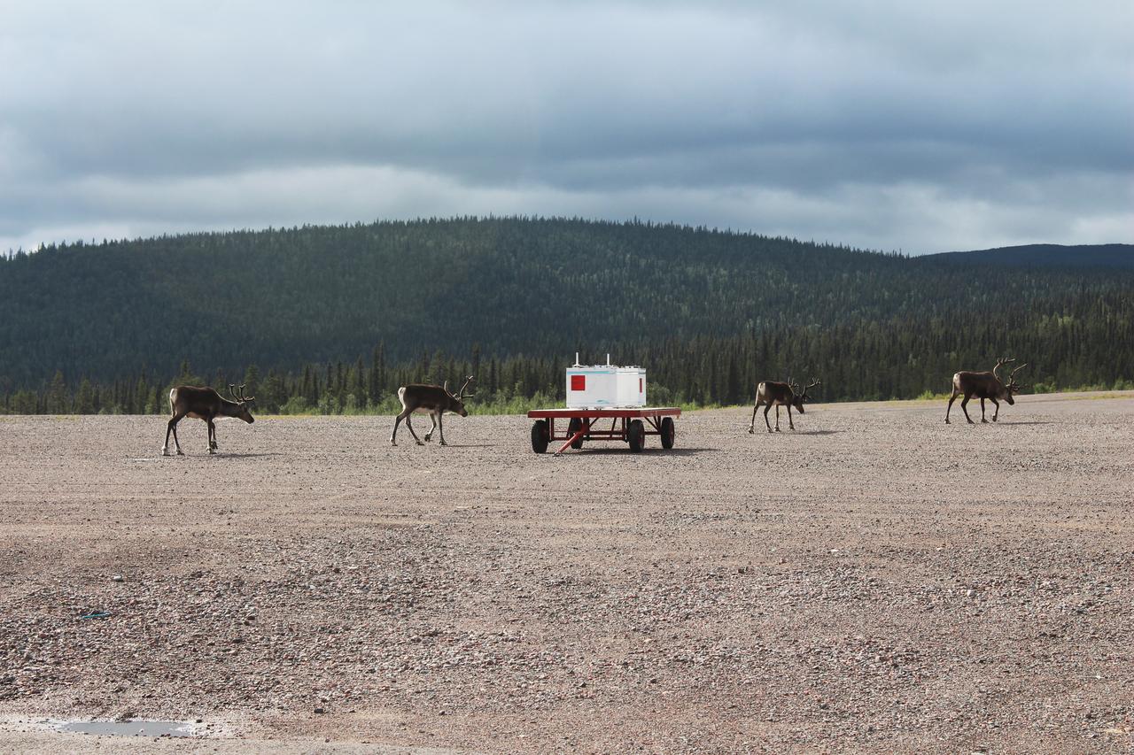 Four reindeer walk past the BARREL payload on the launch pad at Esrange Space Center near Kiruna, Sweden.   The BARREL team is at Esrange Space Center launching a series of six scientific payloads on miniature scientific balloons. The NASA-funded BARREL – which stands for Balloon Array for Radiation-belt Relativistic Electron Losses – primarily measures X-rays in Earth’s atmosphere near the North and South Poles. These X-rays are produced by electrons raining down into the atmosphere from two giant swaths of radiation that surround Earth, called the Van Allen belts. Learning about the radiation near Earth helps us to better protect our satellites.   Several of the BARREL balloons also carry instruments built by undergraduate students to measure the total electron content of Earth’s ionosphere, as well as the low-frequency electromagnetic waves that help to scatter electrons into Earth’s atmosphere. Though about 90 feet in diameter, the BARREL balloons are much smaller than standard football stadium-sized scientific balloons.  This is the fourth campaign for the BARREL mission. BARREL is led by Dartmouth College in Hanover, New Hampshire. The undergraduate student instrument team is led by the University of Houston and funded by the Undergraduate Student Instrument Project out of NASA’s Wallops Flight Facility. For more information on NASA’s scientific balloon program, visit: <a href="http://www.nasa.gov/scientificballoons" rel="nofollow">www.nasa.gov/scientificballoons</a>.   Image credit: NASA/University of Houston/Samar Mathur   <b><a href="http://www.nasa.gov/audience/formedia/features/MP_Photo_Guidelines.html" rel="nofollow">NASA image use policy.</a></b>  <b><a href="http://www.nasa.gov/centers/goddard/home/index.html" rel="nofollow">NASA Goddard Space Flight Center</a></b> enables NASA’s mission through four scientific endeavors: Earth Science, Heliophysics, Solar System Exploration, and Astrophysics. Goddard plays a leading role in NASA’s accomplishments by contributing compelling scientific knowledge to advance the Agency’s mission.  <b>Follow us on <a href="http://twitter.com/NASAGoddardPix" rel="nofollow">Twitter</a></b>  <b>Like us on <a href="http://www.facebook.com/pages/Greenbelt-MD/NASA-Goddard/395013845897?ref=tsd" rel="nofollow">Facebook</a></b>  <b>Find us on <a href="http://instagrid.me/nasagoddard/?vm=grid" rel="nofollow">Instagram</a></b>    