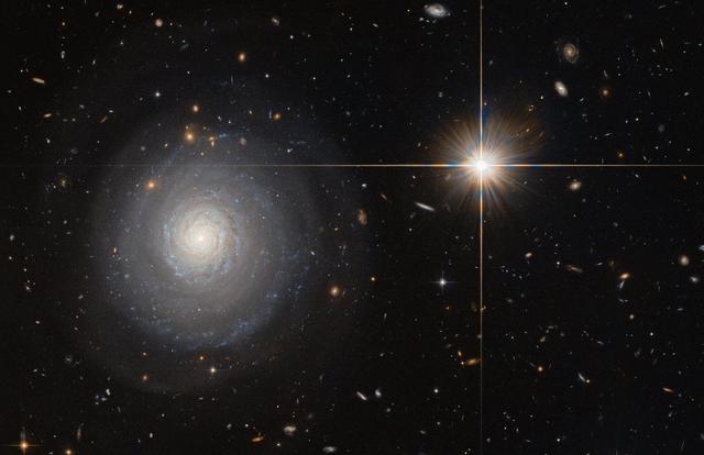 This image was taken by the NASA/ESA Hubble Space Telescope’s Advanced Camera for Surveys (ACS) and shows a starburst galaxy named MCG+07-33-027. This galaxy lies some 300 million light-years away from us, and is currently experiencing an extraordinarily high rate of star formation — a starburst.   Normal galaxies produce only a couple of new stars per year, but starburst galaxies can produce a hundred times more than that. As MCG+07-33-027 is seen face-on, the galaxy’s spiral arms and the bright star-forming regions within them are clearly visible and easy for astronomers to study.  In order to form newborn stars, the parent galaxy has to hold a large reservoir of gas, which is slowly depleted to spawn stars over time. For galaxies in a state of starburst, this intense period of star formation has to be triggered somehow — often this happens due to a collision with another galaxy. MCG+07-33-027, however, is special; while many galaxies are located within a large cluster of galaxies, MCG+07-33-027 is a field galaxy, which means it is rather isolated. Thus, the triggering of the starburst was most likely not due to a collision with a neighboring or passing galaxy and astronomers are still speculating about the cause. The bright object to the right of the galaxy is a foreground star in our own galaxy.  Image credit: ESA/Hubble &amp; NASA and N. Grogin (STScI)