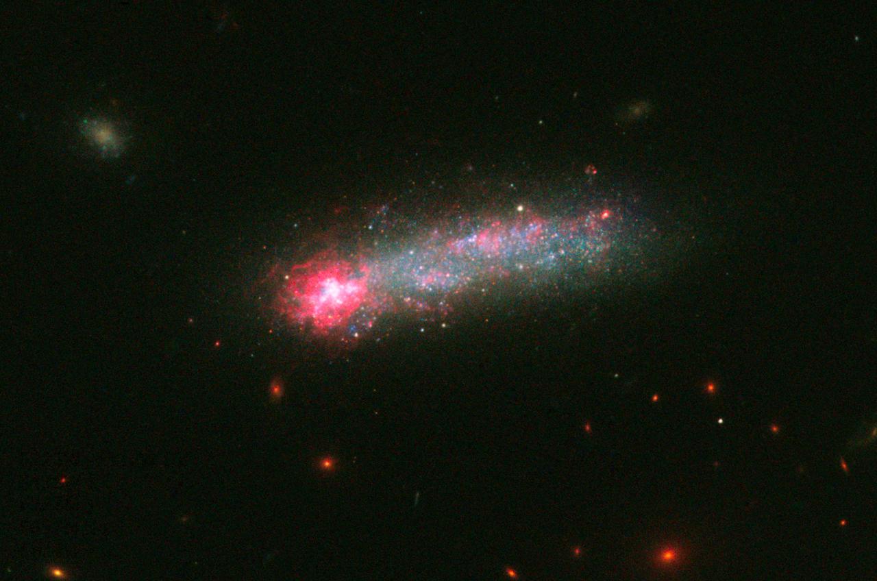 Fireworks shows are not just confined to Earth’s skies. NASA’s Hubble Space Telescope has captured a spectacular fireworks display in a small, nearby galaxy, which resembles a July 4th skyrocket.  A firestorm of star birth is lighting up one end of the diminutive galaxy Kiso 5639. The dwarf galaxy is shaped like a flattened pancake, but because it is tilted edge-on, it resembles a skyrocket, with a brilliant blazing head and a long, star-studded tail.  Kiso 5639 is a rare, nearby example of elongated galaxies that occur in abundance at larger distances, where we observe the universe during earlier epochs. Astronomers suggest that the frenzied star birth is sparked by intergalactic gas raining on one end of the galaxy as it drifts through space.  “I think Kiso 5639 is a beautiful, up-close example of what must have been common long ago,” said lead researcher Debra Elmegreen of Vassar College, in Poughkeepsie, New York. “The current thinking is that galaxies in the early universe grow from accreting gas from the surrounding neighborhood. It’s a stage that galaxies, including our Milky Way, must go through as they are growing up.”  Observations of the early universe, such as Hubble’s Ultra-Deep Field, reveal that about 10 percent of all galaxies have these elongated shapes, and are collectively called “tadpoles.” But studies of the nearby universe have turned up only a few of these unusual galaxies, including Kiso 5639. The development of the nearby star-making tadpole galaxies, however, has lagged behind that of their peers, which have spent billions of years building themselves up into many of the spiral galaxies seen today.  Elmegreen used Hubble’s Wide Field Camera 3 to conduct a detailed imaging study of Kiso 5639. The images in different filters reveal information about an object by dissecting its light into its component colors. Hubble’s crisp resolution helped Elmegreen and her team analyze the giant star-forming clumps in Kiso 5639 and determine the masses and ages of the star clusters.  The international team of researchers selected Kiso 5639 from a spectroscopic survey of 10 nearby tadpole galaxies, observed with the Grand Canary Telescope in La Palma, Spain, by Jorge Sanchez Almeida and collaborators at the Instituto de Astrofisica de Canarias. The observations revealed that in most of those galaxies, including Kiso 5639, the gas composition is not uniform.  The bright gas in the galaxy’s head contains fewer heavier elements (collectively called “metals”), such as carbon and oxygen, than the rest of the galaxy. Stars consist mainly of hydrogen and helium, but cook up other “heavier” elements. When the stars die, they release their heavy elements and enrich the surrounding gas.  “The metallicity suggests that there has to be rather pure gas, composed mostly of hydrogen, coming into the star-forming part of the galaxy, because intergalactic space contains more pristine hydrogen-rich gas,” Elmegreen explained. “Otherwise, the starburst region should be as rich in heavy elements as the rest of the galaxy.”  Hubble offers a detailed view of the galaxy’s star-making frenzy. The telescope uncovered several dozen clusters of stars in the galaxy’s star-forming head, which spans 2,700 light-years across. These clusters have an average age of less than 1 million years and masses that are three to six times larger than those in the rest of the galaxy. Other star formation is taking place throughout the galaxy but on a much smaller scale. Star clusters in the rest of the galaxy are between several million to a few billion years old.  “There is much more star formation going on in the head than what you would expect in such a tiny galaxy,” said team member Bruce Elmegreen of IBM’s Thomas J. Watson’s Research Center, in Yorktown Heights, New York. “And we think the star formation is triggered by the ongoing accretion of metal-poor gas onto a part of an otherwise quiescent dwarf galaxy.”  Hubble also revealed giant holes peppered throughout the galaxy’s starburst head. These cavities give the galaxy’s head a Swiss-cheese appearance because numerous supernova detonations – like firework aerial bursts – have carved out holes of rarified superheated gas.  The galaxy, located 82 million light-years away, has taken billions of years to develop because it has been drifting through an isolated “desert” in the universe, devoid of much gas.  What triggered the starburst in such a backwater galaxy? Based on simulations by Daniel Ceverino of the Center for Astronomy at Heidelberg University in Germany, and other team members, the observations suggest that less than 1 million years ago, Kiso 5639’s leading edge encountered a filament of gas. The filament dropped a large clump of matter onto the galaxy, stoking the vigorous star birth.  Debra Elmegreen expects that in the future other parts of the galaxy will join in the star-making fireworks show. “Galaxies rotate, and as Kiso 5639 continues to spin, another part of the galaxy may receive an infusion of new gas from this filament, instigating another round of star birth,” she said.  The team’s results have been accepted for publication in The Astrophysical Journal.  Other team members include Casiana Munoz-Tunon and Mercedes Filho (Instituto de Astrofísica de Canarias, Canary Islands), Jairo Mendez-Abreu (University of St. Andrews, United Kingdom), John Gallagher (University of Wisconsin-Madison), and Marc Rafelski (NASA's Goddard Space Flight Center, Greenbelt, Maryland).  The Hubble Space Telescope is a project of international cooperation between NASA and the European Space Agency. NASA's Goddard Space Flight Center in Greenbelt, Maryland, manages the telescope. The Space Telescope Science Institute (STScI) in Baltimore, Maryland, conducts Hubble science operations. STScI is operated for NASA by the Association of Universities for Research in Astronomy in Washington, D.C.  For images and more information about Kiso 5639 and Hubble, visit:   <a href="http://hubblesite.org/news/2016/23" rel="nofollow">hubblesite.org/news/2016/23</a>  <a href="http://www.nasa.gov/hubble" rel="nofollow">www.nasa.gov/hubble</a>  Image credit: NASA, ESA, and D. Elmegreen (Vassar College)  <b><a href="http://www.nasa.gov/audience/formedia/features/MP_Photo_Guidelines.html" rel="nofollow">NASA image use policy.</a></b>  <b><a href="http://www.nasa.gov/centers/goddard/home/index.html" rel="nofollow">NASA Goddard Space Flight Center</a></b> enables NASA’s mission through four scientific endeavors: Earth Science, Heliophysics, Solar System Exploration, and Astrophysics. Goddard plays a leading role in NASA’s accomplishments by contributing compelling scientific knowledge to advance the Agency’s mission.  <b>Follow us on <a href="http://twitter.com/NASAGoddardPix" rel="nofollow">Twitter</a></b>  <b>Like us on <a href="http://www.facebook.com/pages/Greenbelt-MD/NASA-Goddard/395013845897?ref=tsd" rel="nofollow">Facebook</a></b>  <b>Find us on <a href="http://instagrid.me/nasagoddard/?vm=grid" rel="nofollow">Instagram</a></b>      