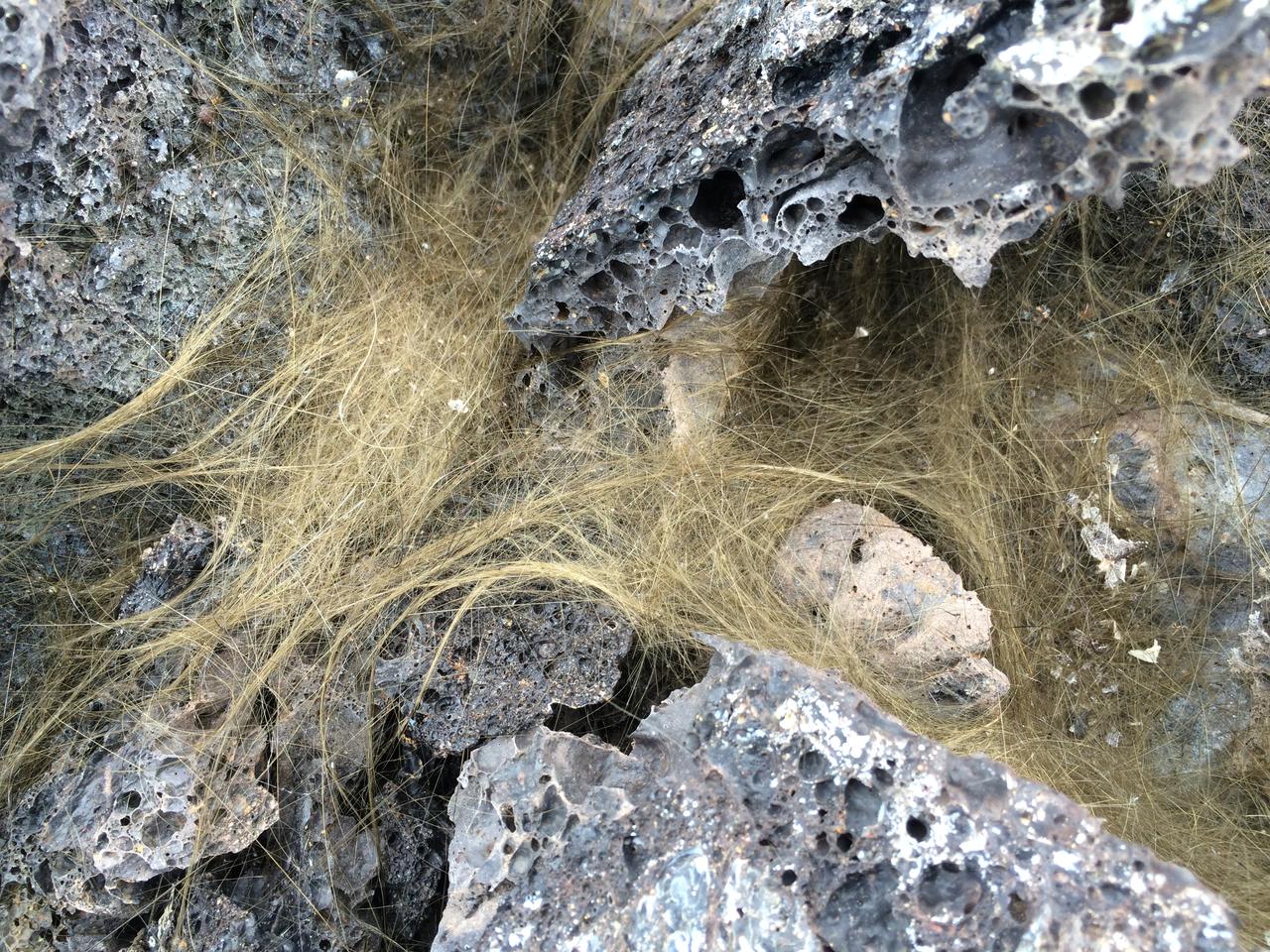 Pele’s hair   Greenish-gold strands of Pele’s hair form when bubbles in hot lava pop and throw droplets into the wind. The droplets can elongate into perfectly straight, glassy strands that are as thin as human hair.   Credit: NASA/GSFC/Andrea Jones   In June, five student journalists from Stony Brook University  packed their hiking boots and hydration packs and joined a NASA-funded science team for 10 days on the lava fields of Kilauea, an active Hawaiian volcano. Kilauea’s lava fields are an ideal place to test equipment designed for use on Earth’s moon or Mars, because volcanic activity shaped so much of those terrains. The trip was part of an interdisciplinary program called RIS4E – short for Remote, In Situ, and Synchrotron Studies for Science and Exploration – which is designed to prepare for future exploration of the moon, near-Earth asteroids and the moons of Mars.   To read reports from the RIS4E journalism students about their experiences in Hawaii, visit <a href="http://ReportingRIS4E.com" rel="nofollow">ReportingRIS4E.com</a>  <b><a href="http://www.nasa.gov/audience/formedia/features/MP_Photo_Guidelines.html" rel="nofollow">NASA image use policy.</a></b>  <b><a href="http://www.nasa.gov/centers/goddard/home/index.html" rel="nofollow">NASA Goddard Space Flight Center</a></b> enables NASA’s mission through four scientific endeavors: Earth Science, Heliophysics, Solar System Exploration, and Astrophysics. Goddard plays a leading role in NASA’s accomplishments by contributing compelling scientific knowledge to advance the Agency’s mission.  <b>Follow us on <a href="http://twitter.com/NASAGoddardPix" rel="nofollow">Twitter</a></b>  <b>Like us on <a href="http://www.facebook.com/pages/Greenbelt-MD/NASA-Goddard/395013845897?ref=tsd" rel="nofollow">Facebook</a></b>  <b>Find us on <a href="http://instagrid.me/nasagoddard/?vm=grid" rel="nofollow">Instagram</a></b> 