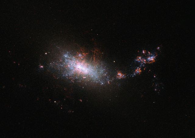 This dramatic image shows the NASA/ESA Hubble Space Telescope’s view of dwarf galaxy known as NGC 1140, which lies 60 million light-years away in the constellation of Eridanus. As can be seen in this image NGC 1140 has an irregular form, much like the Large Magellanic Cloud — a small galaxy that orbits the Milky Way.  This small galaxy is undergoing what is known as a starburst. Despite being almost ten times smaller than the Milky Way it is creating stars at about the same rate, with the equivalent of one star the size of our sun being created per year. This is clearly visible in the image, which shows the galaxy illuminated by bright, blue-white, young stars.  Galaxies like NGC 1140 — small, starbursting and containing large amounts of primordial gas with far fewer elements heavier than hydrogen and helium than are present in our sun — are of particular interest to astronomers. Their composition makes them similar to the intensely star-forming galaxies in the early Universe. And these early Universe galaxies were the building blocks of present-day large galaxies like our galaxy, the Milky Way. But, as they are so far away these early Universe galaxies are harder to study so these closer starbursting galaxies are a good substitute for learning more about galaxy evolution.  The vigorous star formation will have a very destructive effect on this small dwarf galaxy in its future. When the larger stars in the galaxy die, and explode as supernovae, gas is blown into space and may easily escape the gravitational pull of the galaxy. The ejection of gas from the galaxy means it is throwing out its potential for future stars as this gas is one of the building blocks of star formation. NGC 1140’s starburst cannot last for long.  Image credit: ESA/Hubble &amp; NASA 