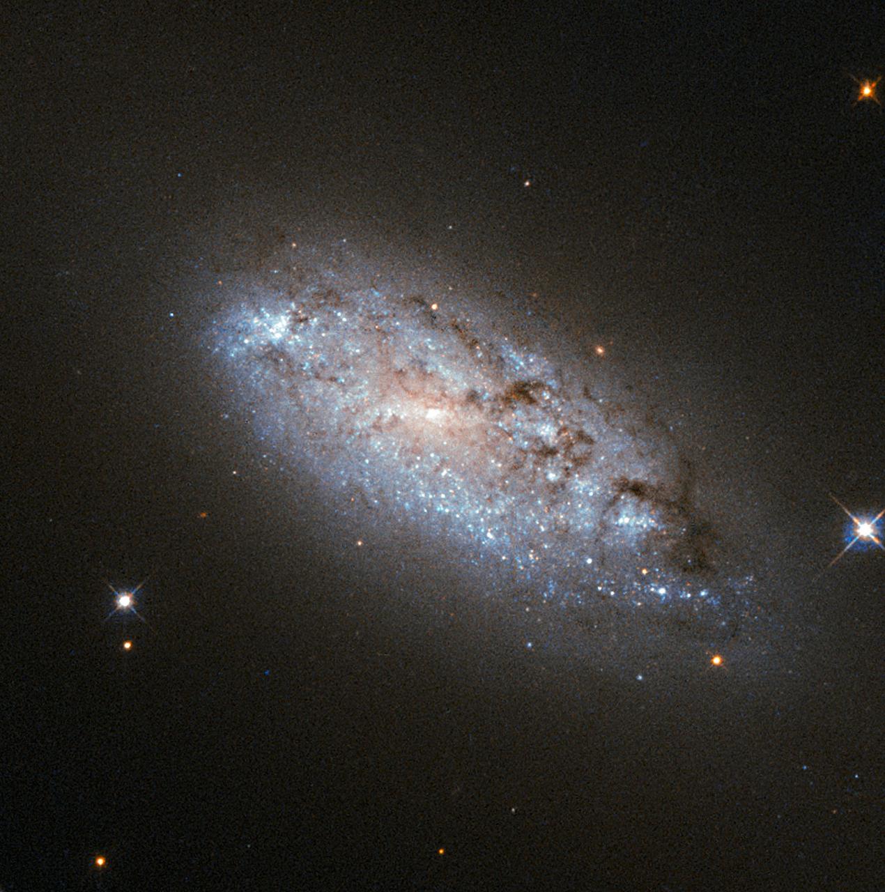 This image provides the clearest ever view of galaxy NGC 949, which lies over 30 million light-years away in the constellation of Triangulum. The galaxy has an unusual shape, made more obscure due to its inclination. From our point of view, it is difficult to discern exactly what type of galaxy NGC 949 is, but it is certainly a disk galaxy of some kind, most likely a spiral. NGC 949 was first discovered by Sir William Herschel on September 21, 1786, using an 18.7-inch reflecting telescope. The galaxy was one of about 3,000 objects Herschel cataloged as "nebulae" during an intense and systematic deep sky survey, the results of which eventually formed the bulk of the New General Catalogue (NGC). Taken with Hubble’s Advanced Camera for Surveys (ACS), this image shows extraordinary detail. This detail allows us to see a strange asymmetric alignment in the dark lanes of dust that snake across the galaxy. The top-right half of the galaxy appears considerably more marbled with dust in this image; a curious observation explained by stars tending to favor locations towards the center of a galaxy, and dust preferring almost invariably to reside along the galactic plane. When a galaxy is inclined as NGC 949 is, some regions — in this case the top-right — are tipped toward us and the light from the stars we see in these regions has had to travel through more dust. This causes the light to appear redder — the result of the same process that gives the sun’s light a red hue at dusk — or else disappear entirely, making the dust appear more prominent on that side of the galaxy. In the part tipped away from us, the light from the stars has had to pass through much less dust to reach us, so it appears brighter, and the dust is much less prominent. Were it possible to view NGC 949 from the opposite side, the apparent alignment of the dust would be reversed. The scientific advantages of this effect were recently displayed in suitably stunning style in the M31 PHAT mosaic, which allowed astronomers to produce a partial three-dimensional dust map of M31 four times clearer than any previously attempted. Credit: ESA/Hubble & NASA <b><a href="http://www.nasa.gov/audience/formedia/features/MP_Photo_Guidelines.html" rel="nofollow">NASA image use policy.</a></b> <b><a href="http://www.nasa.gov/centers/goddard/home/index.html" rel="nofollow">NASA Goddard Space Flight Center</a></b> enables NASA’s mission through four scientific endeavors: Earth Science, Heliophysics, Solar System Exploration, and Astrophysics. Goddard plays a leading role in NASA’s accomplishments by contributing compelling scientific knowledge to advance the Agency’s mission. <b>Follow us on <a href="http://twitter.com/NASAGoddardPix" rel="nofollow">Twitter</a></b> <b>Like us on <a href="http://www.facebook.com/pages/Greenbelt-MD/NASA-Goddard/395013845897?ref=tsd" rel="nofollow">Facebook</a></b> <b>Find us on <a href="http://instagrid.me/nasagoddard/?vm=grid" rel="nofollow">Instagram</a></b>