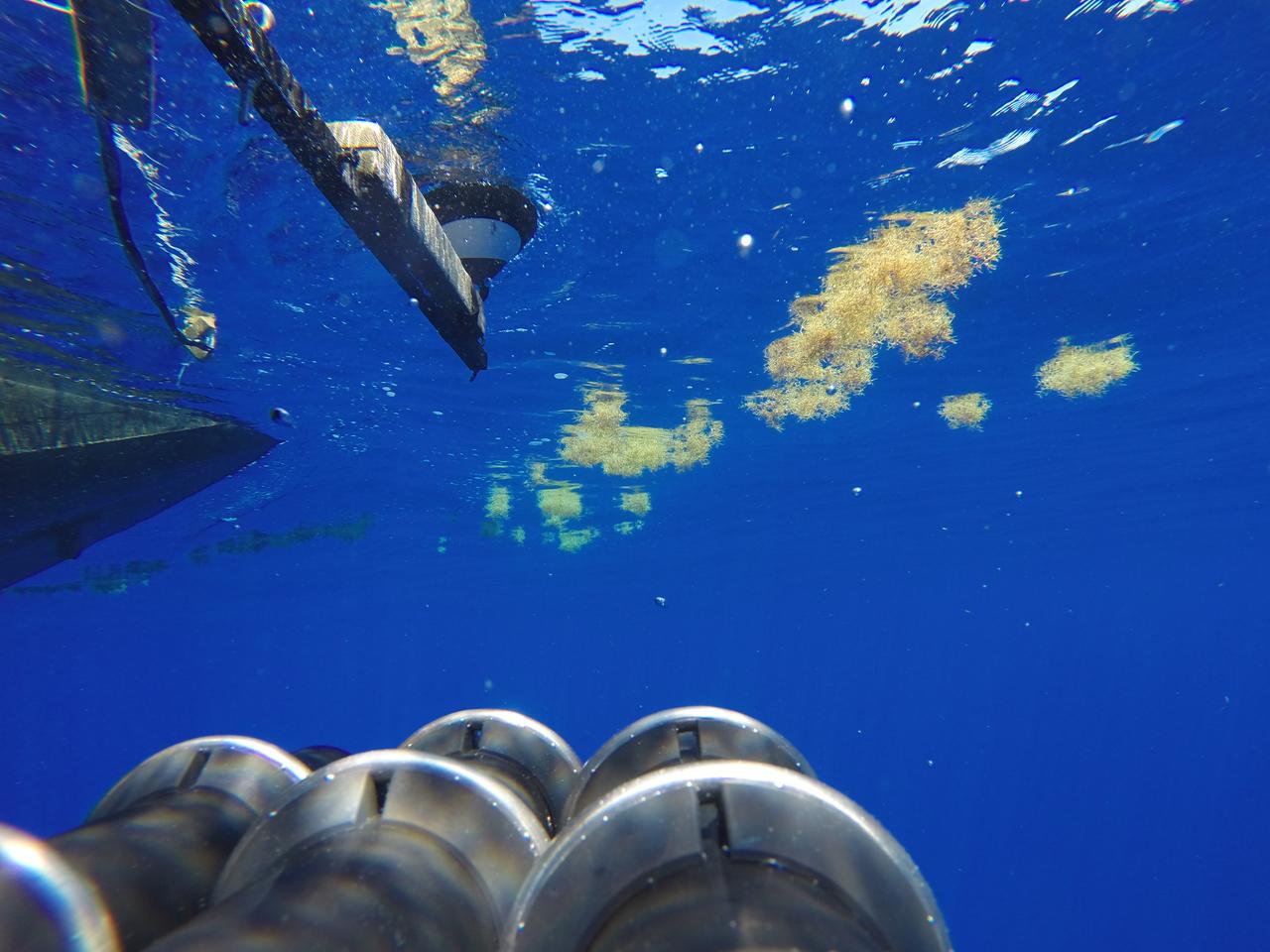 Seaweed and Light  A type of seaweed called Sargassum, common in the Sargasso Sea, floats by an instrument deployed here on July 26, 2014, as part of NASA's SABOR experiment. Scientists from the City College of New York use the data to study the way light becomes polarized in various conditions both above and below the surface of the ocean.   NASA's Ship-Aircraft Bio-Optical Research (SABOR) experiment is a coordinated ship and aircraft observation campaign off the Atlantic coast of the United States, an effort to advance space-based capabilities for monitoring microscopic plants that form the base of the marine food chain.   Read more: <a href="http://1.usa.gov/WWRVzj" rel="nofollow">1.usa.gov/WWRVzj</a>   Credit: NASA/SABOR/Wayne Slade, Sequoia Scientific .<b><a href="http://www.nasa.gov/audience/formedia/features/MP_Photo_Guidelines.html" rel="nofollow">NASA image use policy.</a></b>  <b><a href="http://www.nasa.gov/centers/goddard/home/index.html" rel="nofollow">NASA Goddard Space Flight Center</a></b> enables NASA’s mission through four scientific endeavors: Earth Science, Heliophysics, Solar System Exploration, and Astrophysics. Goddard plays a leading role in NASA’s accomplishments by contributing compelling scientific knowledge to advance the Agency’s mission. <b>Follow us on <a href="http://twitter.com/NASAGoddardPix" rel="nofollow">Twitter</a></b> <b>Like us on <a href="http://www.facebook.com/pages/Greenbelt-MD/NASA-Goddard/395013845897?ref=tsd" rel="nofollow">Facebook</a></b> <b>Find us on <a href="http://instagram.com/nasagoddard?vm=grid" rel="nofollow">Instagram</a></b> 