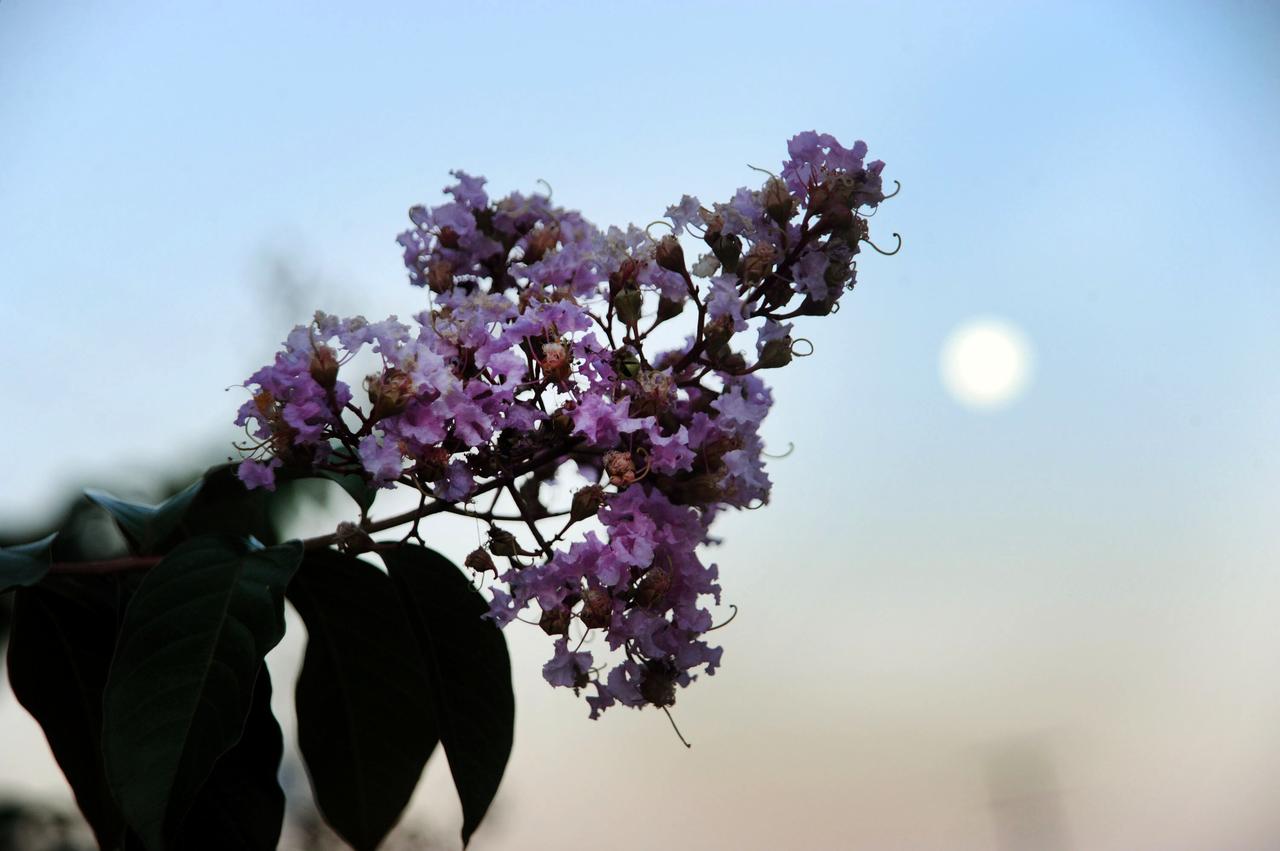 September's Harvest Moon as seen around NASA's Goddard Space Flight Center.  According to folklore, every full Moon has a special name.  There's the Wolf Moon, the Snow Moon, the Worm Moon,  the Sprouting Grass Moon,  the Flower Moon,  the Strawberry Moon, the Thunder Moon,  the Sturgeon Moon, the Harvest Moon, the Hunter's Moon, the Beaver Moon, and the Long Night's Moon. Each name tells us something about the season or month in which the full Moon appears.  This month's full Moon is the Harvest Moon.  More about the Harvest Moon from NASA: Science <a href="http://1.usa.gov/16lb1eZ" rel="nofollow">1.usa.gov/16lb1eZ</a>  Credit: NASA/Goddard/Debbie Mccallum  <b><a href="http://www.nasa.gov/audience/formedia/features/MP_Photo_Guidelines.html" rel="nofollow">NASA image use policy.</a></b>  <b><a href="http://www.nasa.gov/centers/goddard/home/index.html" rel="nofollow">NASA Goddard Space Flight Center</a></b> enables NASA’s mission through four scientific endeavors: Earth Science, Heliophysics, Solar System Exploration, and Astrophysics. Goddard plays a leading role in NASA’s accomplishments by contributing compelling scientific knowledge to advance the Agency’s mission.  <b>Follow us on <a href="http://twitter.com/NASA_GoddardPix" rel="nofollow">Twitter</a></b>  <b>Like us on <a href="http://www.facebook.com/pages/Greenbelt-MD/NASA-Goddard/395013845897?ref=tsd" rel="nofollow">Facebook</a></b>  <b>Find us on <a href="http://instagram.com/nasagoddard?vm=grid" rel="nofollow">Instagram</a></b>