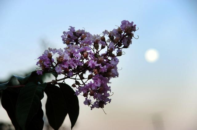 NASA image: Harvest Moon at NASA Goddard