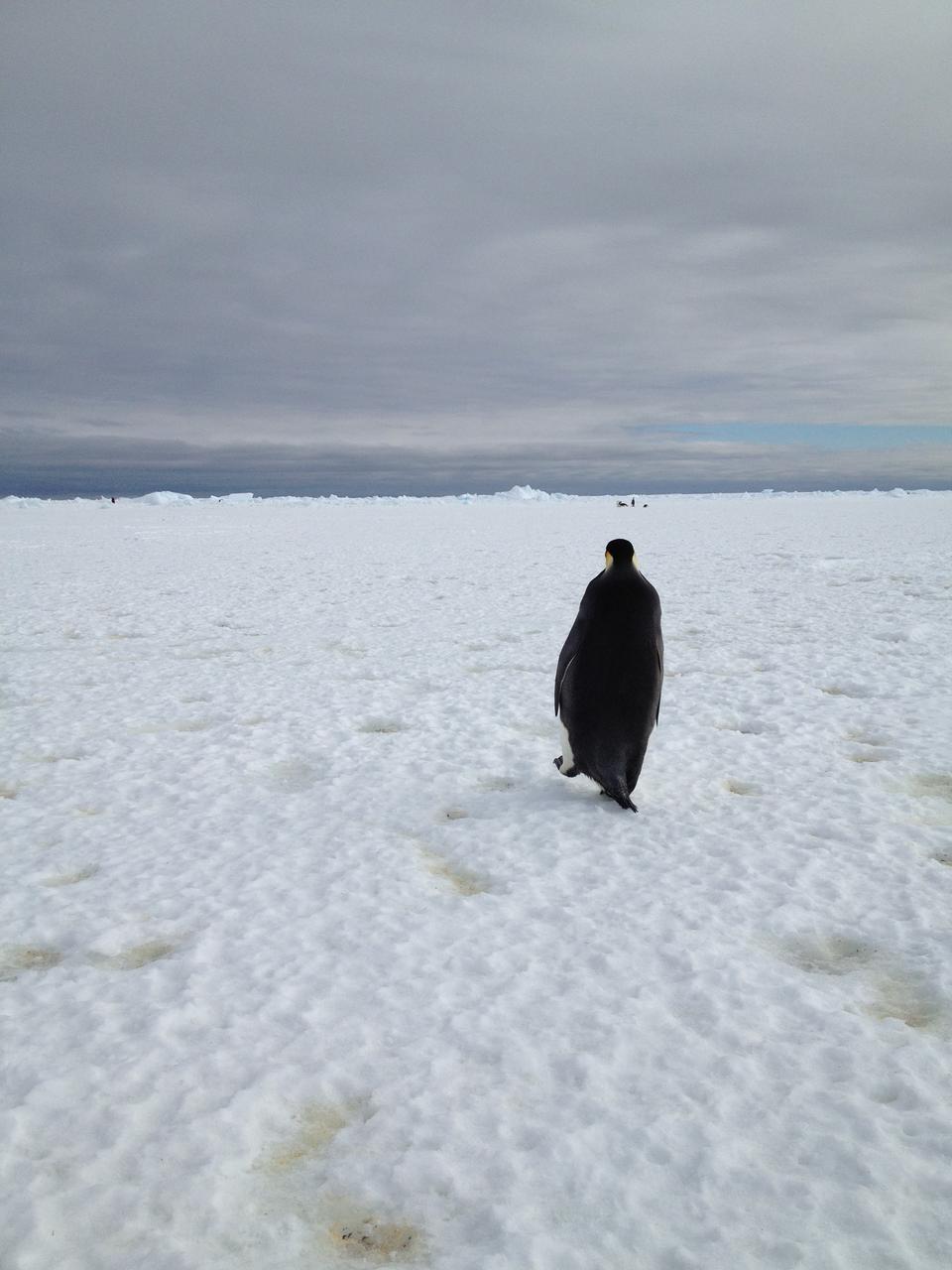 An emperor penguin waddles away on Christmas morning in Antarctica. On Christmas day, the BARREL team visited a penguin colony.    Credit: NASA  ---  In Antarctica in January, 2013 – the summer at the South Pole – scientists launched 20 balloons up into the air to study an enduring mystery of space weather: when the giant radiation belts surrounding Earth lose material, where do the extra particles actually go? The mission is called BARREL (Balloon Array for Radiation belt Relativistic Electron Losses) and it is led by physicist Robyn Millan of Dartmouth College in Hanover, NH. Millan provided photographs from the team’s time in Antarctica.   The team launched a balloon every day or two into the circumpolar winds that circulate around the pole. Each balloon floated for anywhere from 3 to 40 days, measuring X-rays produced by fast-moving electrons high up in the atmosphere. BARREL works hand in hand with another NASA mission called the Van Allen Probes, which travels through the Van Allen radiation belts surrounding Earth. The belts wax and wane over time in response to incoming energy and material from the sun, sometimes intensifying the radiation through which satellites must travel. Scientists wish to understand this process better, and even provide forecasts of this space weather, in order to protect our spacecraft.   As the Van Allen Probes were observing what was happening in the belts, BARREL tracked electrons that precipitated out of the belts and hurtled down Earth’s magnetic field lines toward the poles. By comparing data, scientists will be able to track how what’s happening in the belts correlates to the loss of particles – information that can help us understand this mysterious, dynamic region that can impact spacecraft.   Having launched balloons in early 2013, the team is back at home building the next set of payloads. They will launch 20 more balloons in 2014.    <b><a href="http://www.nasa.gov/audience/formedia/features/MP_Photo_Guidelines.html" rel="nofollow">NASA image use policy.</a></b>  <b><a href="http://www.nasa.gov/centers/goddard/home/index.html" rel="nofollow">NASA Goddard Space Flight Center</a></b> enables NASA’s mission through four scientific endeavors: Earth Science, Heliophysics, Solar System Exploration, and Astrophysics. Goddard plays a leading role in NASA’s accomplishments by contributing compelling scientific knowledge to advance the Agency’s mission.  <b>Follow us on <a href="http://twitter.com/NASA_GoddardPix" rel="nofollow">Twitter</a></b>  <b>Like us on <a href="http://www.facebook.com/pages/Greenbelt-MD/NASA-Goddard/395013845897?ref=tsd" rel="nofollow">Facebook</a></b>  <b>Find us on <a href="http://instagram.com/nasagoddard?vm=grid" rel="nofollow">Instagram</a></b>