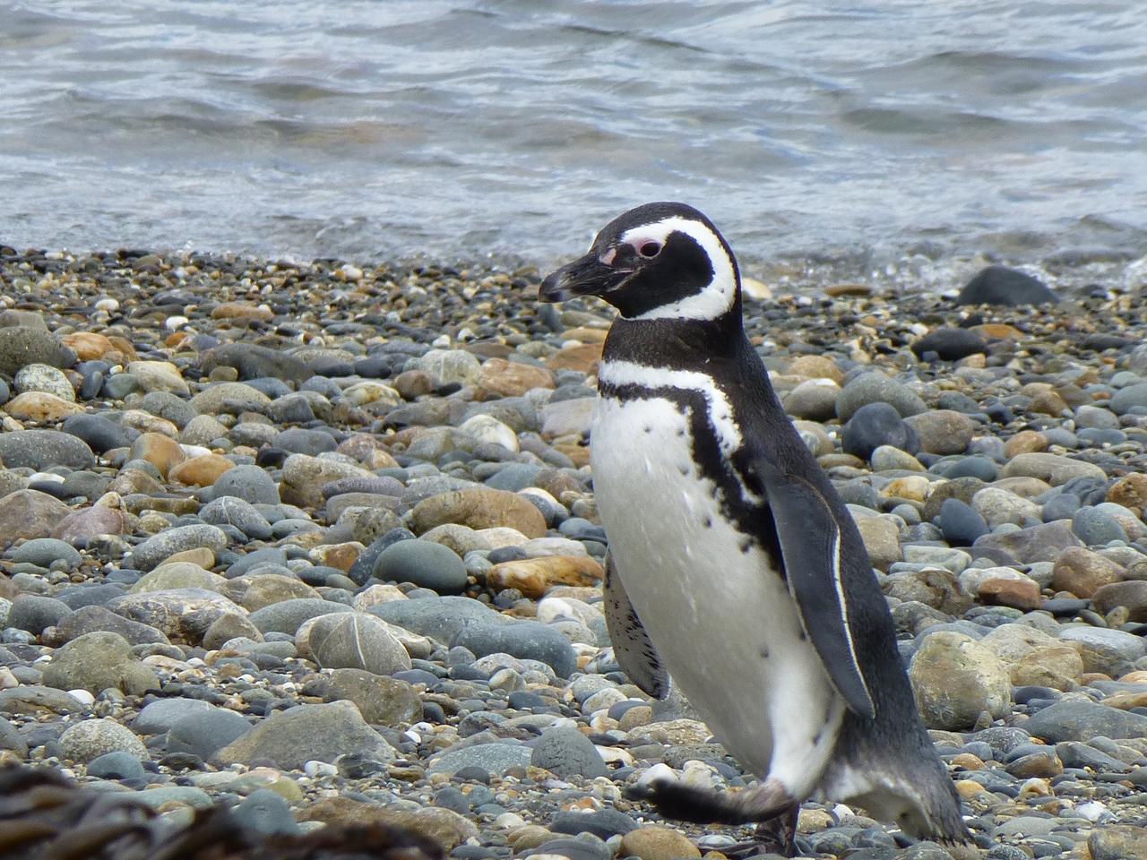 Members of the IceBridge team visited a colony of Magellanic penguins near Punta Arenas on a no-flight day.  Credit: NASA/ Maria-Jose Vinas  NASA's Operation IceBridge is an airborne science mission to study Earth's polar ice. For more information about IceBridge, visit: <a href="http://www.nasa.gov/icebridge" rel="nofollow">www.nasa.gov/icebridge</a>  <b><a href="http://www.nasa.gov/audience/formedia/features/MP_Photo_Guidelines.html" rel="nofollow">NASA image use policy.</a></b>  <b><a href="http://www.nasa.gov/centers/goddard/home/index.html" rel="nofollow">NASA Goddard Space Flight Center</a></b> enables NASA’s mission through four scientific endeavors: Earth Science, Heliophysics, Solar System Exploration, and Astrophysics. Goddard plays a leading role in NASA’s accomplishments by contributing compelling scientific knowledge to advance the Agency’s mission.  <b>Follow us on <a href="http://twitter.com/NASA_GoddardPix" rel="nofollow">Twitter</a></b>  <b>Like us on <a href="http://www.facebook.com/pages/Greenbelt-MD/NASA-Goddard/395013845897?ref=tsd" rel="nofollow">Facebook</a></b>  <b>Find us on <a href="http://instagrid.me/nasagoddard/?vm=grid" rel="nofollow">Instagram</a></b>