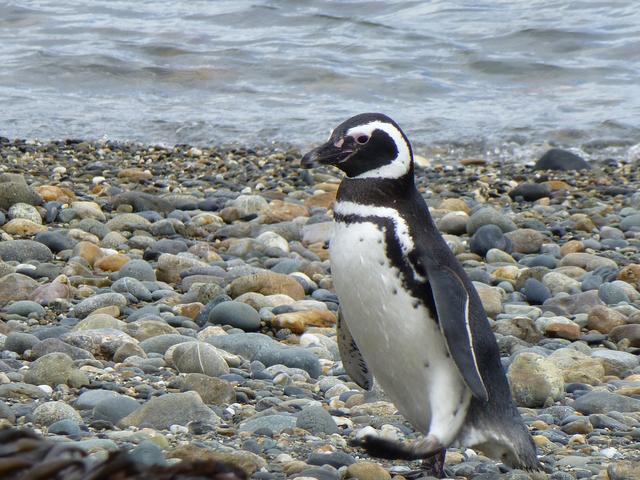 NASA image: Strolling Penguin