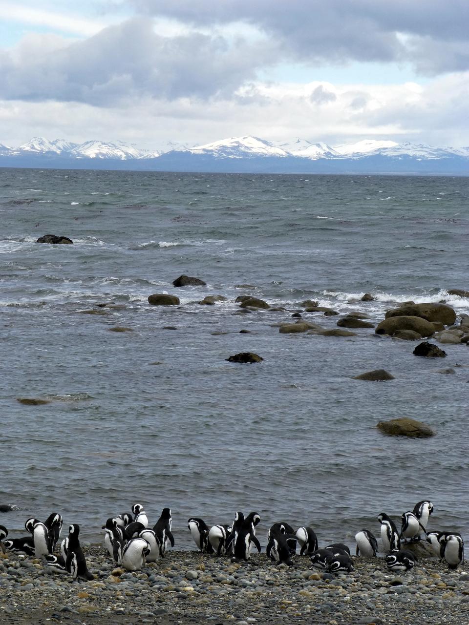 Members of the IceBridge team visited a colony of Magellanic penguins near Punta Arenas on a no-flight day.  Credit: NASA/ Maria-Jose Vinas  NASA's Operation IceBridge is an airborne science mission to study Earth's polar ice. For more information about IceBridge, visit: <a href="http://www.nasa.gov/icebridge" rel="nofollow">www.nasa.gov/icebridge</a>  <b><a href="http://www.nasa.gov/audience/formedia/features/MP_Photo_Guidelines.html" rel="nofollow">NASA image use policy.</a></b>  <b><a href="http://www.nasa.gov/centers/goddard/home/index.html" rel="nofollow">NASA Goddard Space Flight Center</a></b> enables NASA’s mission through four scientific endeavors: Earth Science, Heliophysics, Solar System Exploration, and Astrophysics. Goddard plays a leading role in NASA’s accomplishments by contributing compelling scientific knowledge to advance the Agency’s mission.  <b>Follow us on <a href="http://twitter.com/NASA_GoddardPix" rel="nofollow">Twitter</a></b>  <b>Like us on <a href="http://www.facebook.com/pages/Greenbelt-MD/NASA-Goddard/395013845897?ref=tsd" rel="nofollow">Facebook</a></b>  <b>Find us on <a href="http://instagrid.me/nasagoddard/?vm=grid" rel="nofollow">Instagram</a></b>