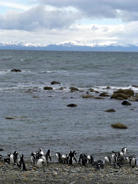 NASA image: Penguin Beach