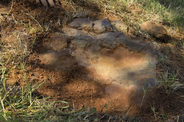 NASA image: Nodosaur Footprint Verified