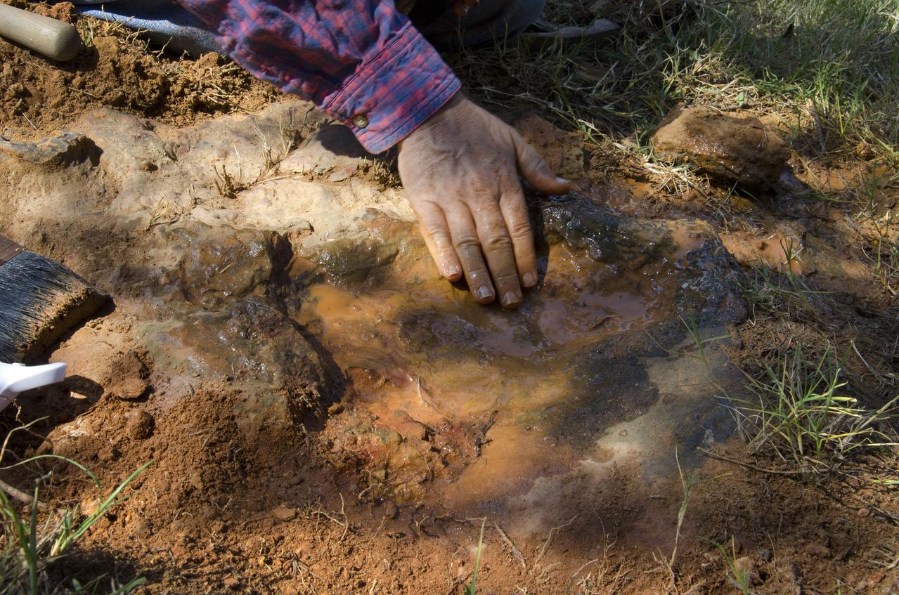 Dr. Robert Weems, emeritus paleontologist for the USGS verifies the recently discovered dinosaur track found on the NASA Goddard Space Flight Center campus.  This imprint shows the right rear foot of a nodosaur - a low-slung, spiny leaf-eater - apparently moving in haste as the heel did not fully settle in the cretaceous mud, according to dinosaur tracker Ray Stanford. It was found recently on NASA's Goddard Space Flight Center campus and is being preserved for study.   To read more about this discovery go to: <a href="http://1.usa.gov/P9NYg7" rel="nofollow">1.usa.gov/P9NYg7</a>  Credit: NASA/GSFC/Rebecca Roth  <b><a href="http://www.nasa.gov/audience/formedia/features/MP_Photo_Guidelines.html" rel="nofollow">NASA image use policy.</a></b>  <b><a href="http://www.nasa.gov/centers/goddard/home/index.html" rel="nofollow">NASA Goddard Space Flight Center</a></b> enables NASA’s mission through four scientific endeavors: Earth Science, Heliophysics, Solar System Exploration, and Astrophysics. Goddard plays a leading role in NASA’s accomplishments by contributing compelling scientific knowledge to advance the Agency’s mission.  <b>Follow us on <a href="http://twitter.com/NASA_GoddardPix" rel="nofollow">Twitter</a></b>  <b>Like us on <a href="http://www.facebook.com/pages/Greenbelt-MD/NASA-Goddard/395013845897?ref=tsd" rel="nofollow">Facebook</a></b>  <b>Find us on <a href="http://instagrid.me/nasagoddard/?vm=grid" rel="nofollow">Instagram</a></b>