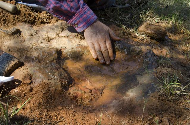 NASA image: Nodosaur Footprint Verified
