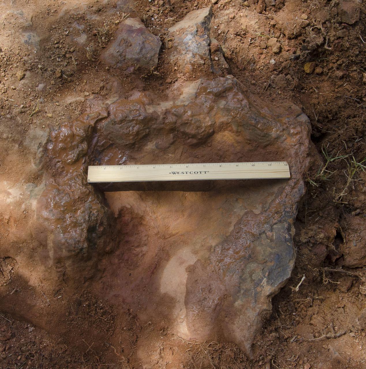 This imprint shows the right rear foot of a nodosaur - a low-slung, spiny leaf-eater - apparently moving in haste as the heel did not fully settle in the cretaceous mud, according to dinosaur tracker Ray Stanford. It was found recently on NASA's Goddard Space Flight Center campus and is being preserved for study.   This imprint shows the right rear foot of a nodosaur - a low-slung, spiny leaf-eater - apparently moving in haste as the heel did not fully settle in the cretaceous mud, according to dinosaur tracker Ray Stanford. It was found recently on NASA's Goddard Space Flight Center campus and is being preserved for study.   To read more go to: <a href="http://1.usa.gov/P9NYg7" rel="nofollow">1.usa.gov/P9NYg7</a>  Credit: NASA/GSFC/Rebecca Roth  <b><a href="http://www.nasa.gov/audience/formedia/features/MP_Photo_Guidelines.html" rel="nofollow">NASA image use policy.</a></b>  <b><a href="http://www.nasa.gov/centers/goddard/home/index.html" rel="nofollow">NASA Goddard Space Flight Center</a></b> enables NASA’s mission through four scientific endeavors: Earth Science, Heliophysics, Solar System Exploration, and Astrophysics. Goddard plays a leading role in NASA’s accomplishments by contributing compelling scientific knowledge to advance the Agency’s mission.  <b>Follow us on <a href="http://twitter.com/NASA_GoddardPix" rel="nofollow">Twitter</a></b>  <b>Like us on <a href="http://www.facebook.com/pages/Greenbelt-MD/NASA-Goddard/395013845897?ref=tsd" rel="nofollow">Facebook</a></b>  <b>Find us on <a href="http://instagrid.me/nasagoddard/?vm=grid" rel="nofollow">Instagram</a></b>