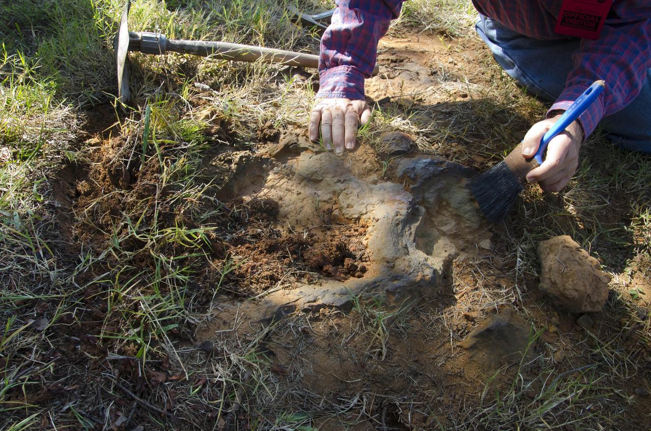 Dr. Robert Weems, emeritus paleontologist for the USGS verifies the recently discovered dinosaur track found on the NASA Goddard Space Flight Center campus.  This imprint shows the right rear foot of a nodosaur - a low-slung, spiny leaf-eater - apparently moving in haste as the heel did not fully settle in the cretaceous mud, according to dinosaur tracker Ray Stanford. It was found recently on NASA's Goddard Space Flight Center campus and is being preserved for study.   To read more about this discovery go to: <a href="http://1.usa.gov/P9NYg7" rel="nofollow">1.usa.gov/P9NYg7</a>  Credit: NASA/GSFC/Rebecca Roth  <b><a href="http://www.nasa.gov/audience/formedia/features/MP_Photo_Guidelines.html" rel="nofollow">NASA image use policy.</a></b>  <b><a href="http://www.nasa.gov/centers/goddard/home/index.html" rel="nofollow">NASA Goddard Space Flight Center</a></b> enables NASA’s mission through four scientific endeavors: Earth Science, Heliophysics, Solar System Exploration, and Astrophysics. Goddard plays a leading role in NASA’s accomplishments by contributing compelling scientific knowledge to advance the Agency’s mission.  <b>Follow us on <a href="http://twitter.com/NASA_GoddardPix" rel="nofollow">Twitter</a></b>  <b>Like us on <a href="http://www.facebook.com/pages/Greenbelt-MD/NASA-Goddard/395013845897?ref=tsd" rel="nofollow">Facebook</a></b>  <b>Find us on <a href="http://instagrid.me/nasagoddard/?vm=grid" rel="nofollow">Instagram</a></b>