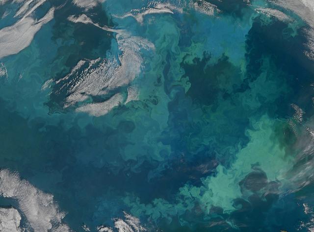 Phytoplankton Bloom in the Barents Sea [Detail]