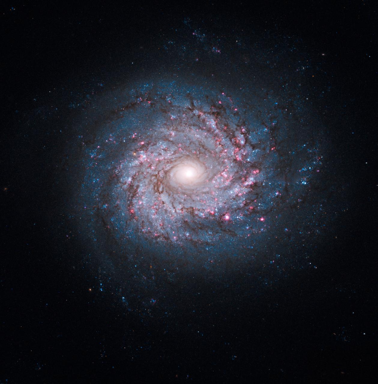 NASA image release October 19, 2010  Though the universe is chock full of spiral-shaped galaxies, no two look exactly the same. This face-on spiral galaxy, called NGC 3982, is striking for its rich tapestry of star birth, along with its winding arms. The arms are lined with pink star-forming regions of glowing hydrogen, newborn blue star clusters, and obscuring dust lanes that provide the raw material for future generations of stars. The bright nucleus is home to an older population of stars, which grow ever more densely packed toward the center.  NGC 3982 is located about 68 million light-years away in the constellation Ursa Major. The galaxy spans about 30,000 light-years, one-third of the size of our Milky Way galaxy. This color image is composed of exposures taken by the Hubble Space Telescope's Wide Field Planetary Camera 2 (WFPC2), the Advanced Camera for Surveys (ACS), and the Wide Field Camera 3 (WFC3). The observations were taken between March 2000 and August 2009. The rich color range comes from the fact that the galaxy was photographed invisible and near-infrared light. Also used was a filter that isolates hydrogen emission that emanates from bright star-forming regions dotting the spiral arms.  The Hubble Space Telescope is a project of international cooperation between NASA and the European Space Agency. NASA's Goddard Space Flight Center manages the telescope. The Space Telescope Science Institute (STScI) conducts Hubble science operations. STScI is operated for NASA by the Association of Universities for Research in Astronomy, Inc. in Washington, D.C.  Credit: NASA, ESA, and the Hubble Heritage Team (STScI/AURA) Acknowledgment: A. Riess (STScI)  <b><a href="http://www.nasa.gov/centers/goddard/home/index.html" rel="nofollow">NASA Goddard Space Flight Center</a></b> enables NASA’s mission through four scientific endeavors: Earth Science, Heliophysics, Solar System Exploration, and Astrophysics. Goddard plays a leading role in NASA’s accomplishments by contributing compelling scientific knowledge to advance the Agency’s mission.  <b>Follow us on <a href="http://twitter.com/NASA_GoddardPix" rel="nofollow">Twitter</a></b>  <b>Join us on <a href="http://www.facebook.com/pages/Greenbelt-MD/NASA-Goddard/395013845897?ref=tsd" rel="nofollow">Facebook</a></b>