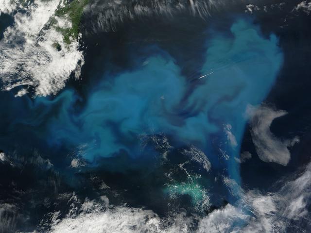 Phytoplankton bloom off Newfoundland