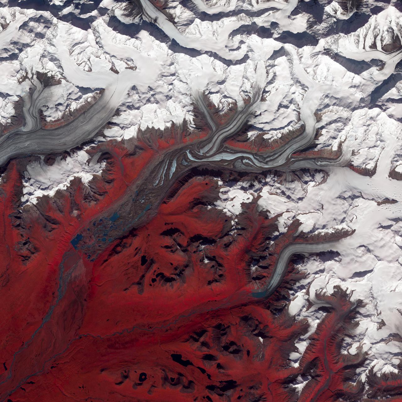 NASA image acquired August 27, 2009  Like rivers of liquid water, glaciers flow downhill, with tributaries joining to form larger rivers. But where water rushes, ice crawls. As a result, glaciers gather dust and dirt, and bear long-lasting evidence of past movements.  Alaska’s Susitna Glacier revealed some of its long, grinding journey when the Advanced Spaceborne Thermal Emission and Reflection Radiometer (ASTER) on NASA’s Terra satellite passed overhead on August 27, 2009. This satellite image combines infrared, red, and green wavelengths to form a false-color image. Vegetation is red and the glacier’s surface is marbled with dirt-free blue ice and dirt-coated brown ice. Infusions of relatively clean ice push in from tributaries in the north. The glacier surface appears especially complex near the center of the image, where a tributary has pushed the ice in the main glacier slightly southward.  A photograph taken by researchers from the U.S. Geological Survey (archived by the National Snow and Ice Data Center) shows an equally complicated Susitna Glacier in 1970, with dirt-free and dirt-encrusted surfaces forming stripes, curves, and U-turns.  Susitna flows over a seismically active area. In fact, a 7.9-magnitude quake struck the region in November 2002, along a previously unknown fault. Geologists surmised that earthquakes had created the steep cliffs and slopes in the glacier surface, but in fact most of the jumble is the result of surges in tributary glaciers.  Glacier surges—typically short-lived events where a glacier moves many times its normal rate—can occur when melt water accumulates at the base and lubricates the flow. This water may be supplied by meltwater lakes that accumulate on top of the glacier; some are visible in the lower left corner of this image. The underlying bedrock can also contribute to glacier surges, with soft, easily deformed rock leading to more frequent surges.  NASA Earth Observatory image created by Jesse Allen and Robert Simmon, using data provided courtesy of NASA/GSFC/METI/ERSDAC/JAROS, and U.S./Japan ASTER Science Team. Caption by Michon Scott.  Instrument: Terra - ASTER  Credit: <b><a href="http://www.earthobservatory.nasa.gov/" rel="nofollow"> NASA Earth Observatory</a></b>  <b><a href="http://www.nasa.gov/centers/goddard/home/index.html" rel="nofollow">NASA Goddard Space Flight Center</a></b> enables NASA’s mission through four scientific endeavors: Earth Science, Heliophysics, Solar System Exploration, and Astrophysics. Goddard plays a leading role in NASA’s accomplishments by contributing compelling scientific knowledge to advance the Agency’s mission.  <b>Follow us on <a href="http://twitter.com/NASA_GoddardPix" rel="nofollow">Twitter</a></b>  <b>Join us on <a href="http://www.facebook.com/pages/Greenbelt-MD/NASA-Goddard/395013845897?ref=tsd" rel="nofollow">Facebook</a></b>