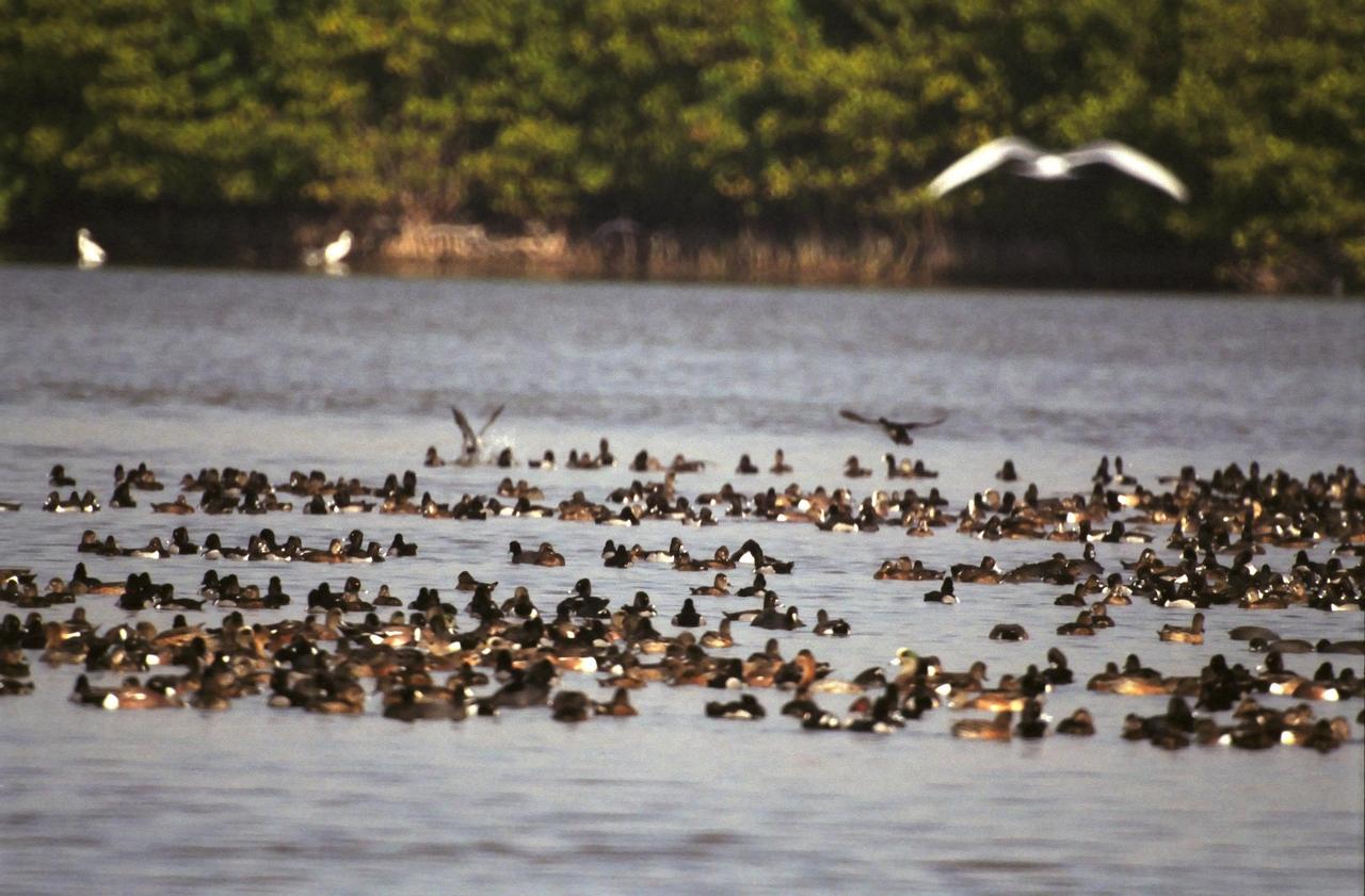 KENNEDY SPACE CENTER, FLA. -   The waters of the Merritt Island National Wildlife Refuge, which shares a boundary with Kennedy Space Center, attract coots, ducks, herons and other water birds as shown here. Coots are readily identified by their slate-gray bodies and conspicuous white bill. They inhabit open ponds and marshes from southern Canada to northern South America.  Excellent swimmers and divers, they eat various aquatic plants, but also feed on seeds grass and waste grain on land. The 92,000-acre refuge is a habitat for more than 330 species of birds, 31 mammals, 117 fishes and 65 amphibians and reptiles.  The marshes and open water of the refuge provide wintering areas for 23 species of migratory waterfowl, as well as a year-round home for great blue herons, great egrets, wood storks, cormorants, brown pelicans and other species of marsh and shore birds.