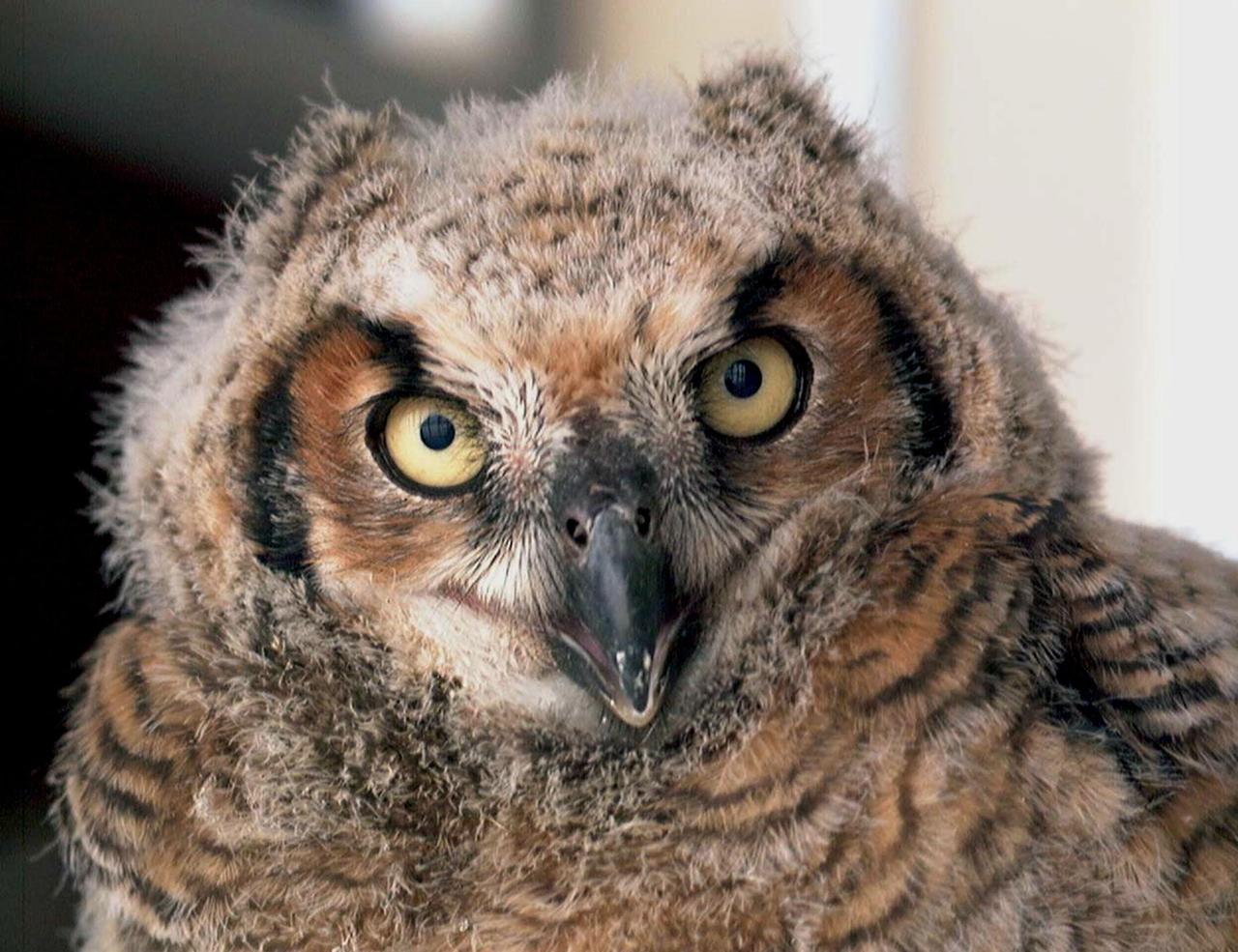 KENNEDY SPACE CENTER, FLA. -- A baby owl, possibly a screech owl, stares at the photographer snapping its picture. The owl was found on the stairs inside Hangar G, Cape Canaveral Air Force Station. It had apparently tried to fly from a nest near the ceiling but couldn't get back to it. Workers called an Audubon rescue center near Orlando, which captured it and will ensure the bird is returned to the wild when it's ready