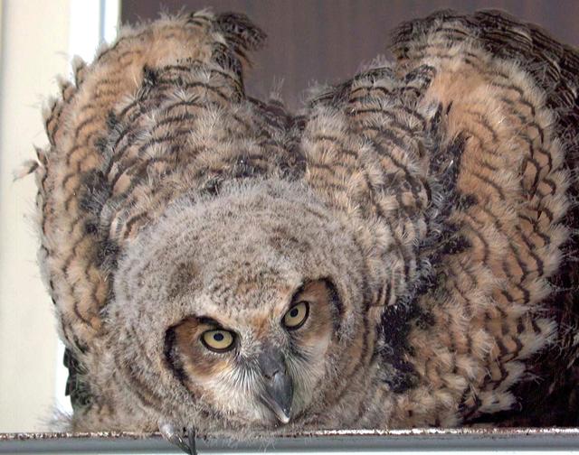 NASA image: KSC-00padig009